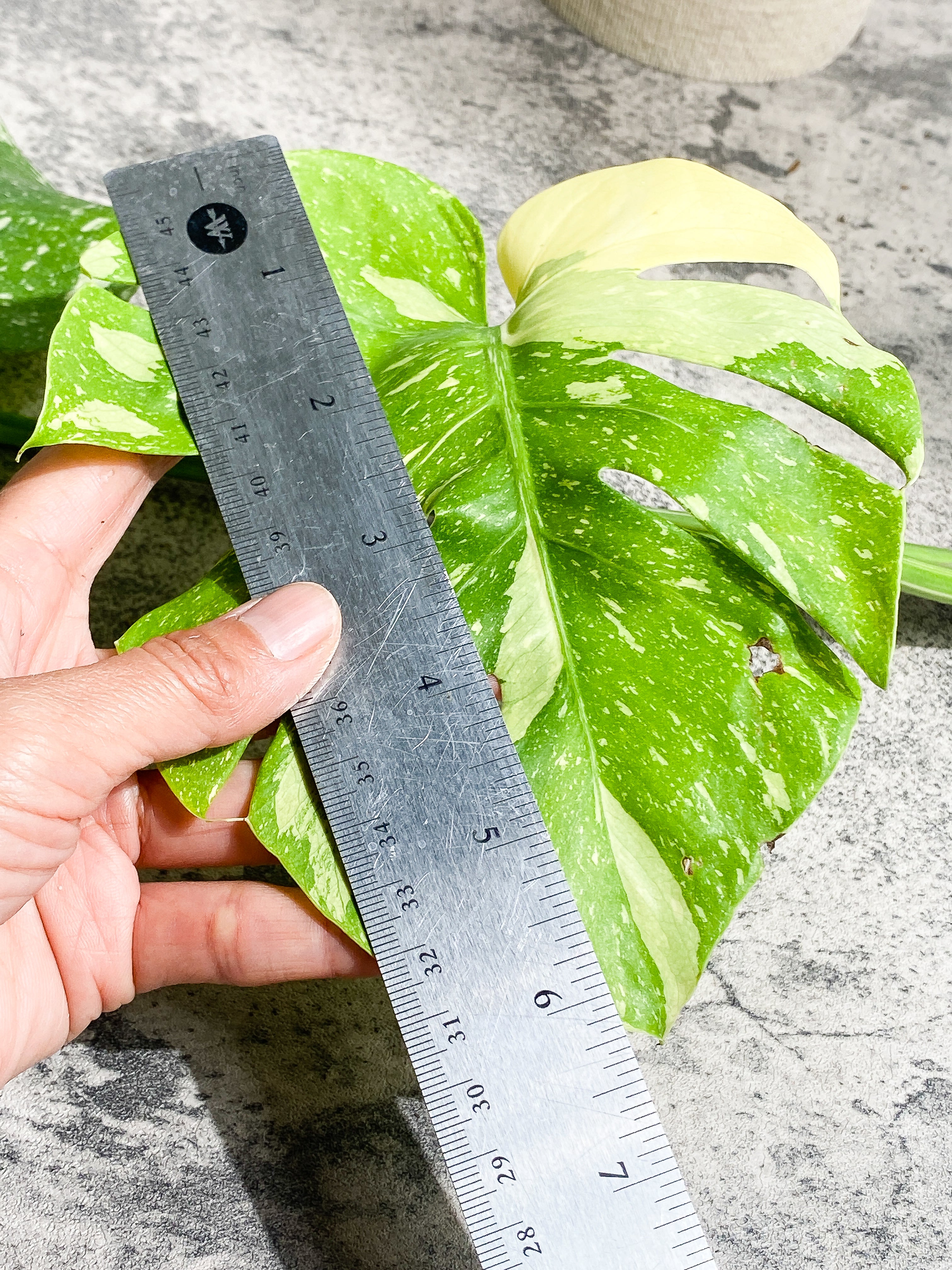 Monstera Thai Constellation Rooting Top Cutting 2 leaves Highly Variegated