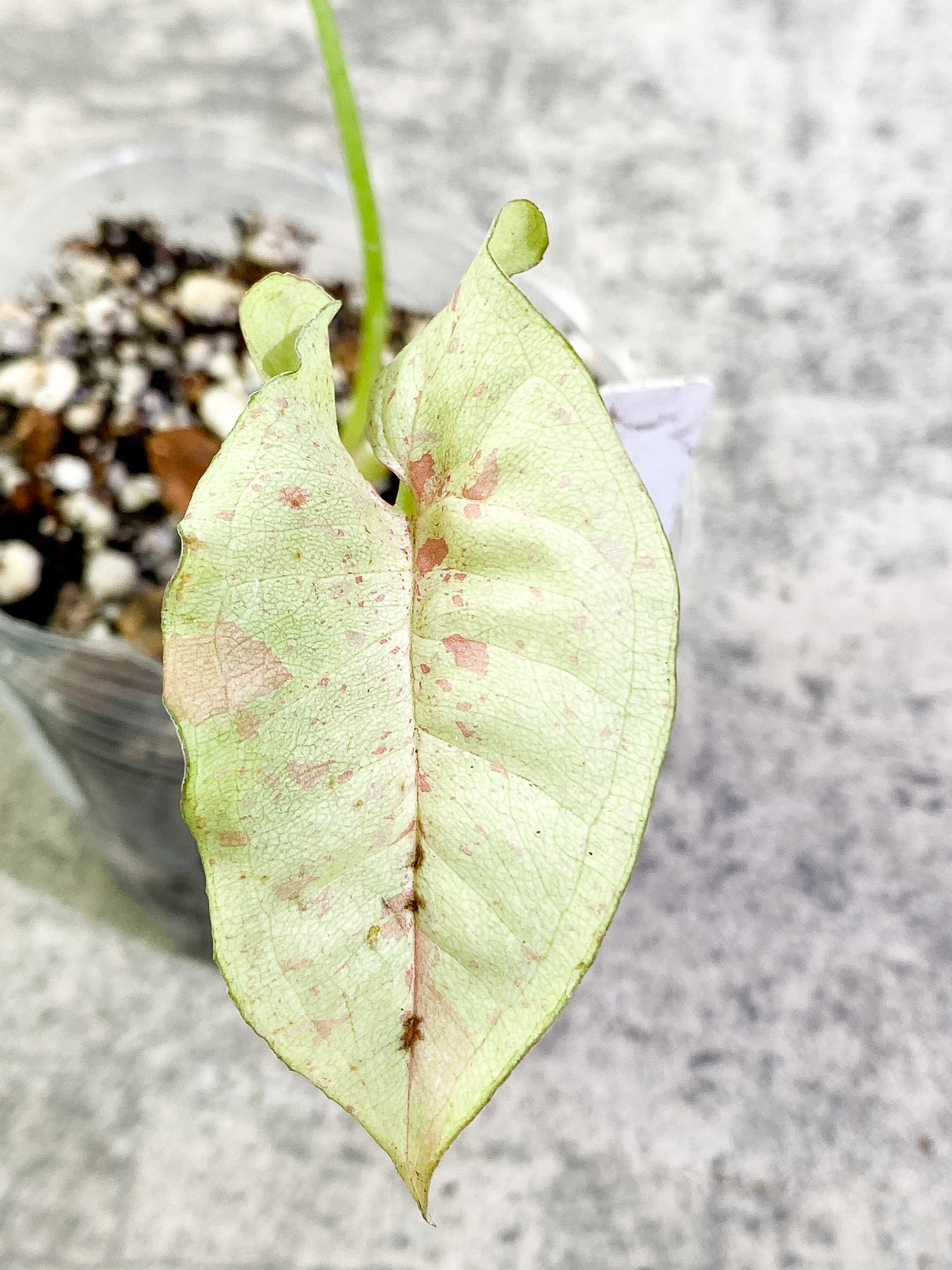 Syngonium Milk Confetti 2 leaves Rooted