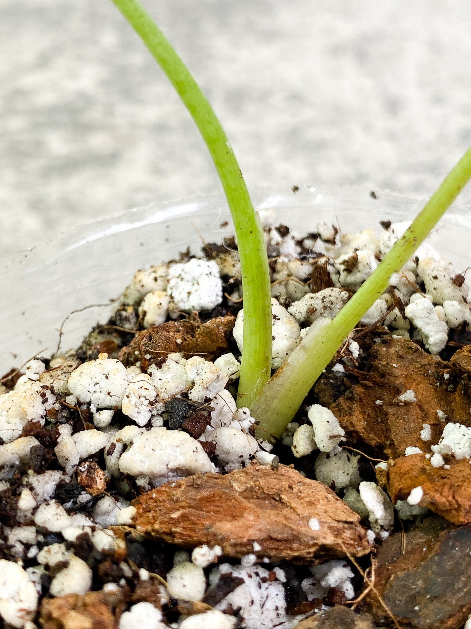 Syngonium Milk Confetti 2 leaves Rooted