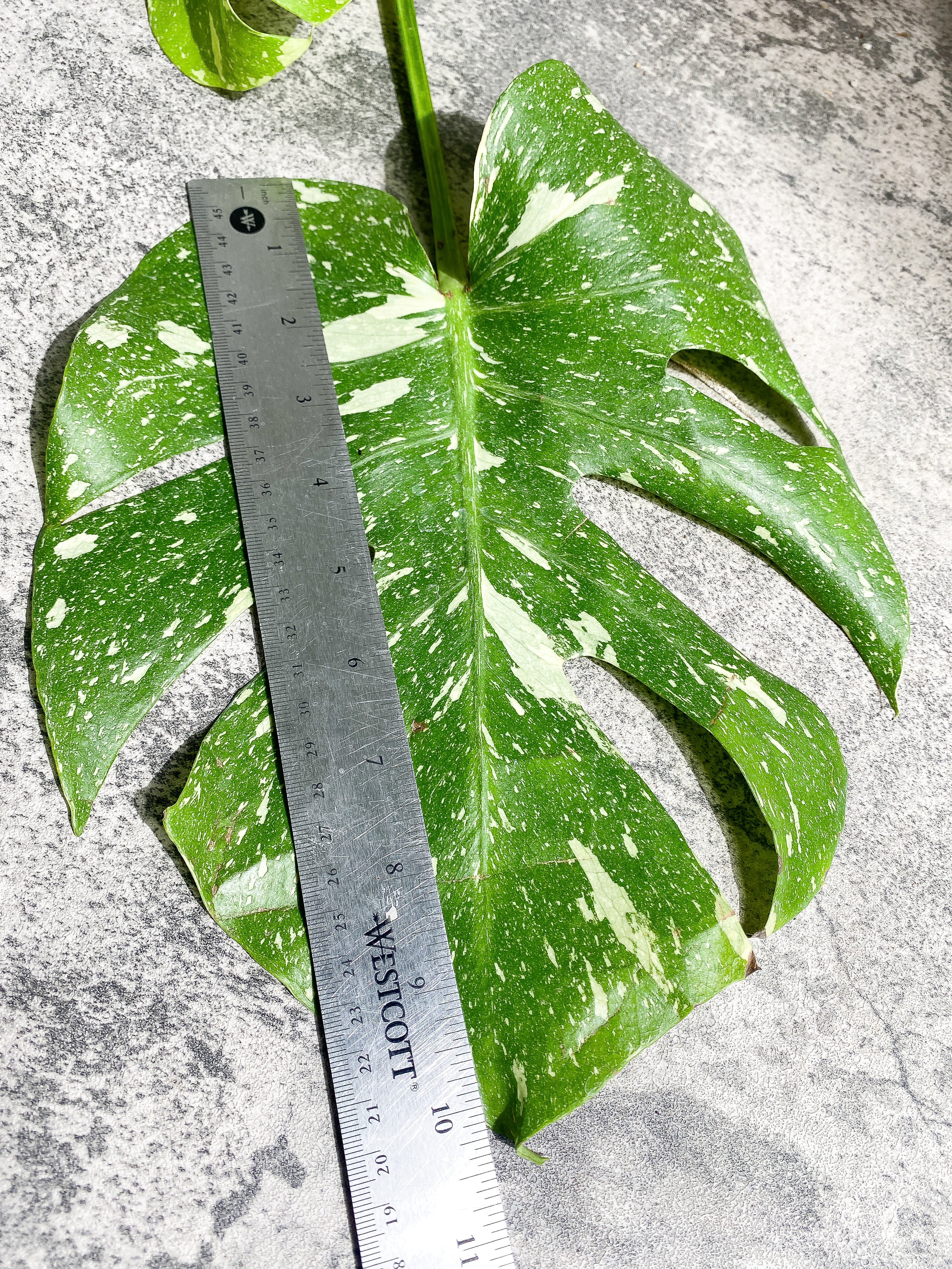 Monstera Thai Constellation Rooting Top Cutting 2 leaves Highly Variegated