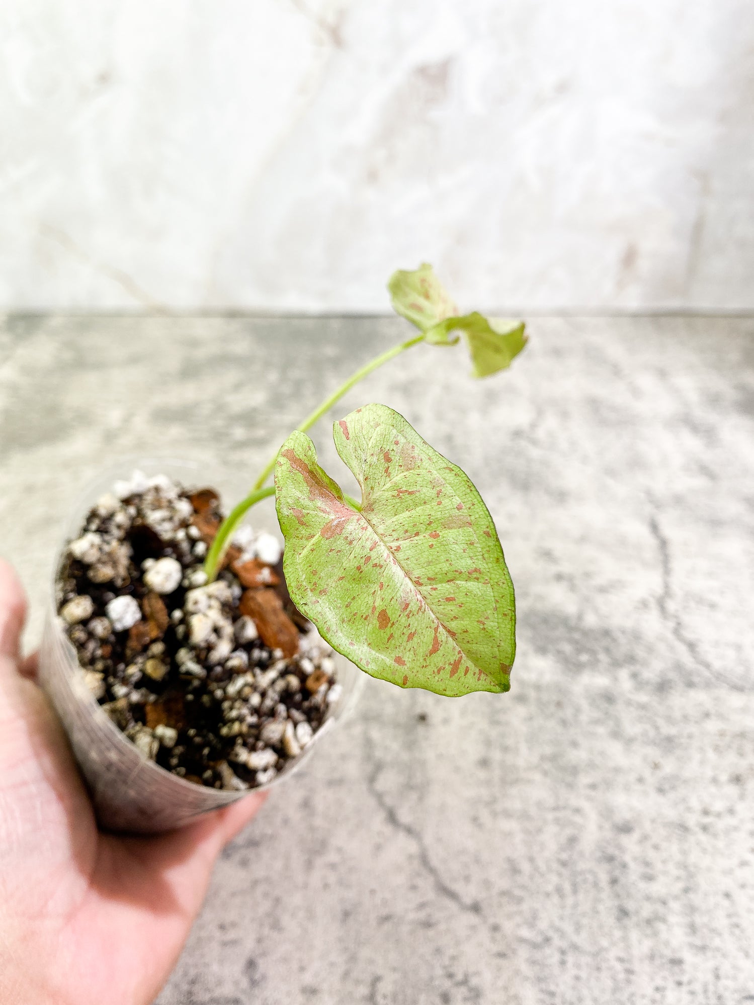 Syngonium Milk Confetti 2 leaves Rooted