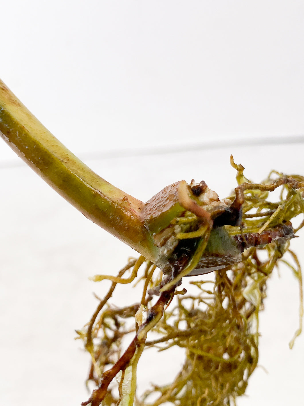Philodendron Whipple Way node
