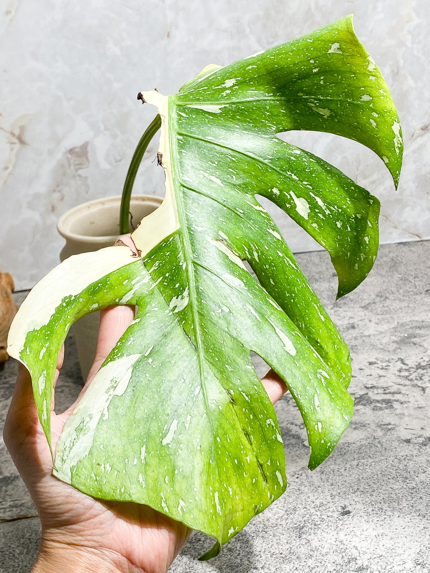 Monstera Thai Constellation Rooting Top Cutting 1 leaf Highly Variegated