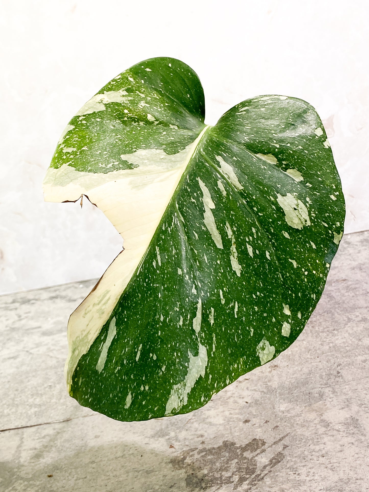 Monstera Thai Constellation  Slightly Rooted Highly Variegated