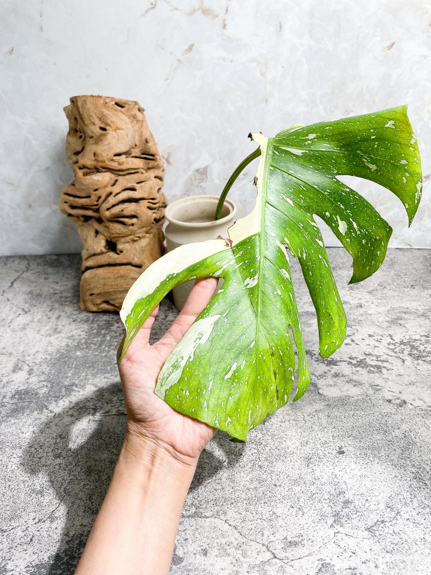 Monstera Thai Constellation Rooting Top Cutting 1 leaf Highly Variegated