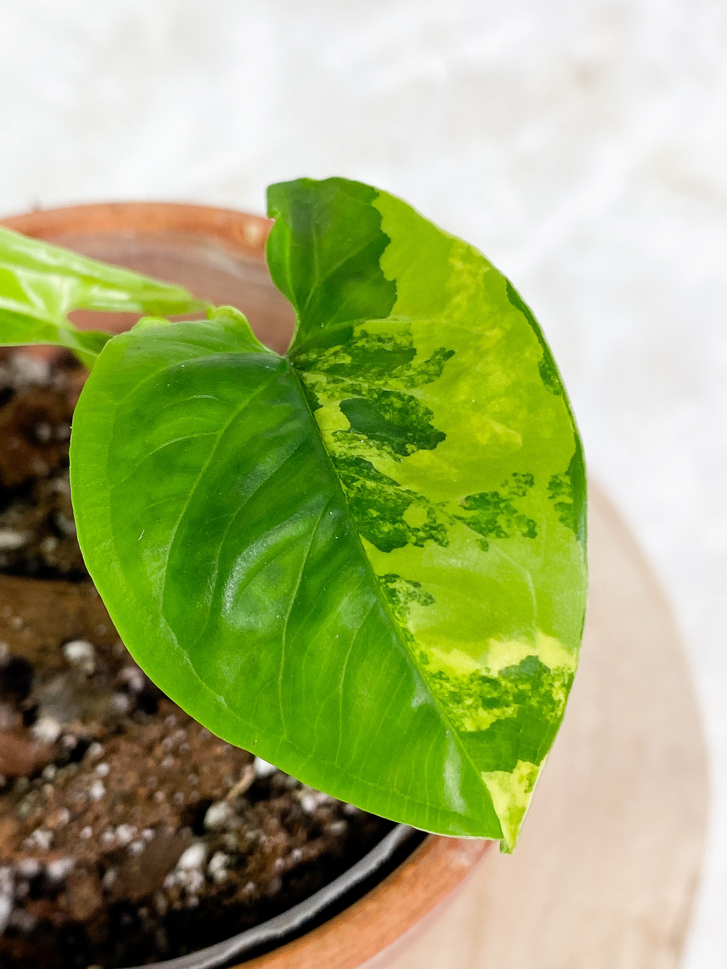 Syngonium Aurea 2 leaves rooted. Highly Variegated. 1 half moon