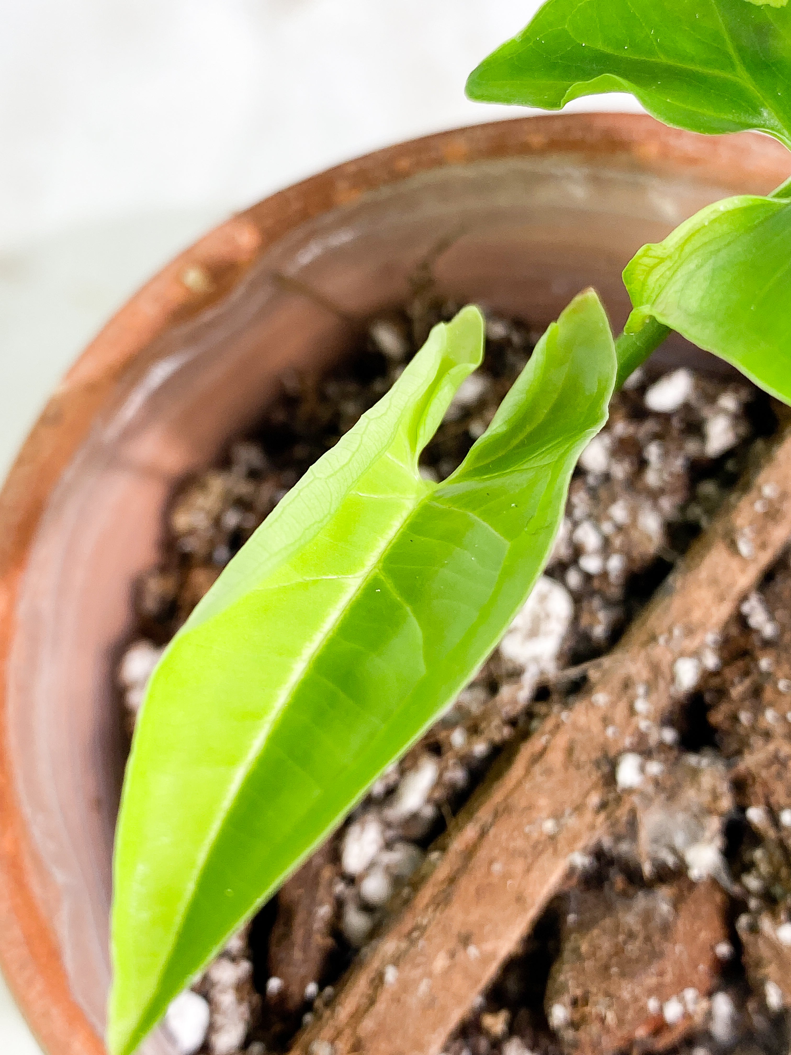 Syngonium Aurea 2 leaves rooted. Highly Variegated. 1 half moon