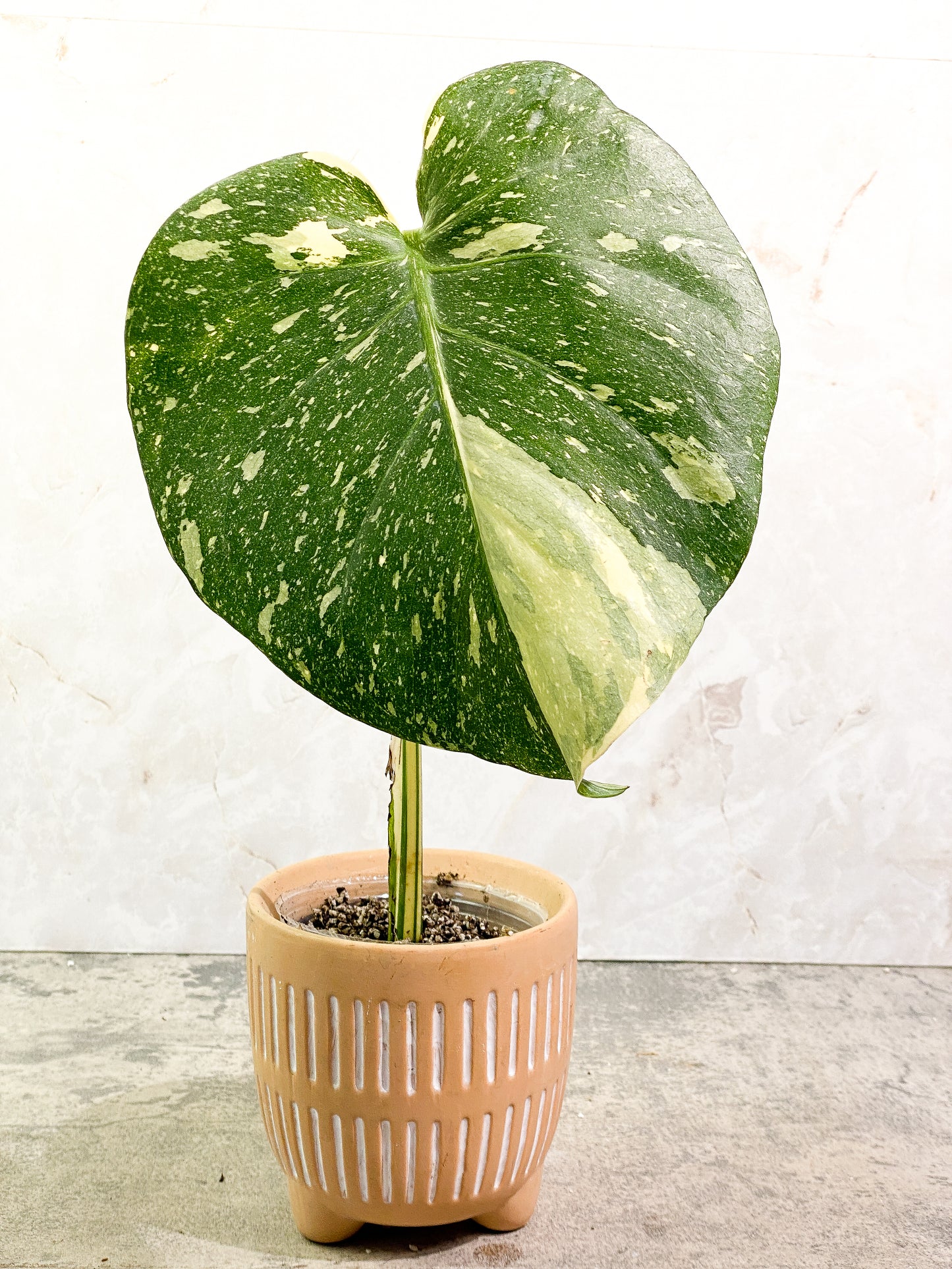 Monstera Thai Constellation  Slightly Rooted 1 leaf