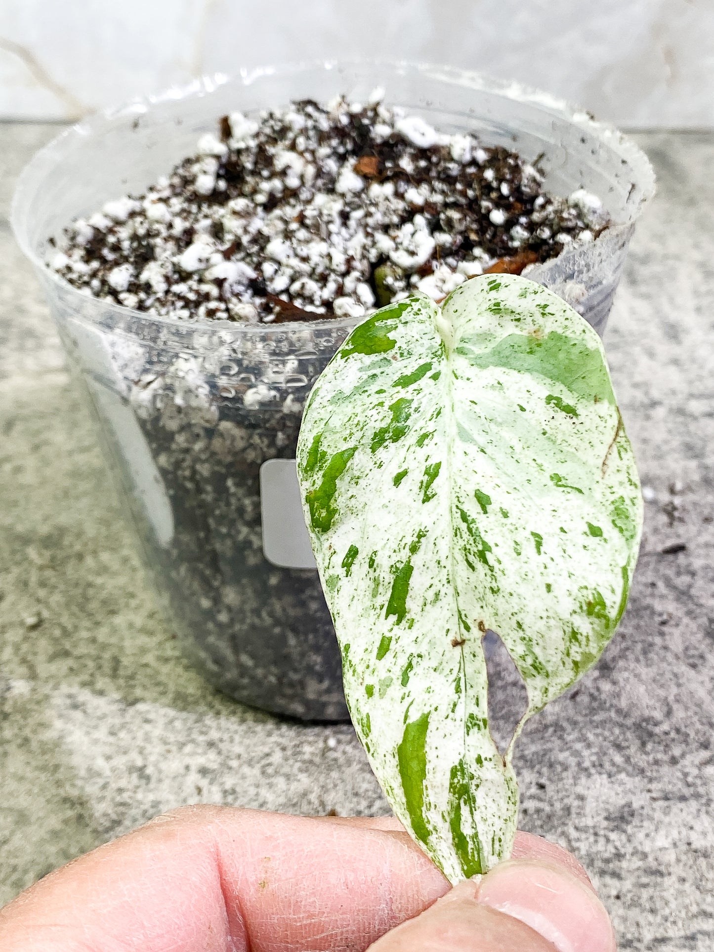 Epipremnum pinnatum marble 1 leaf 1 sprout Rooted