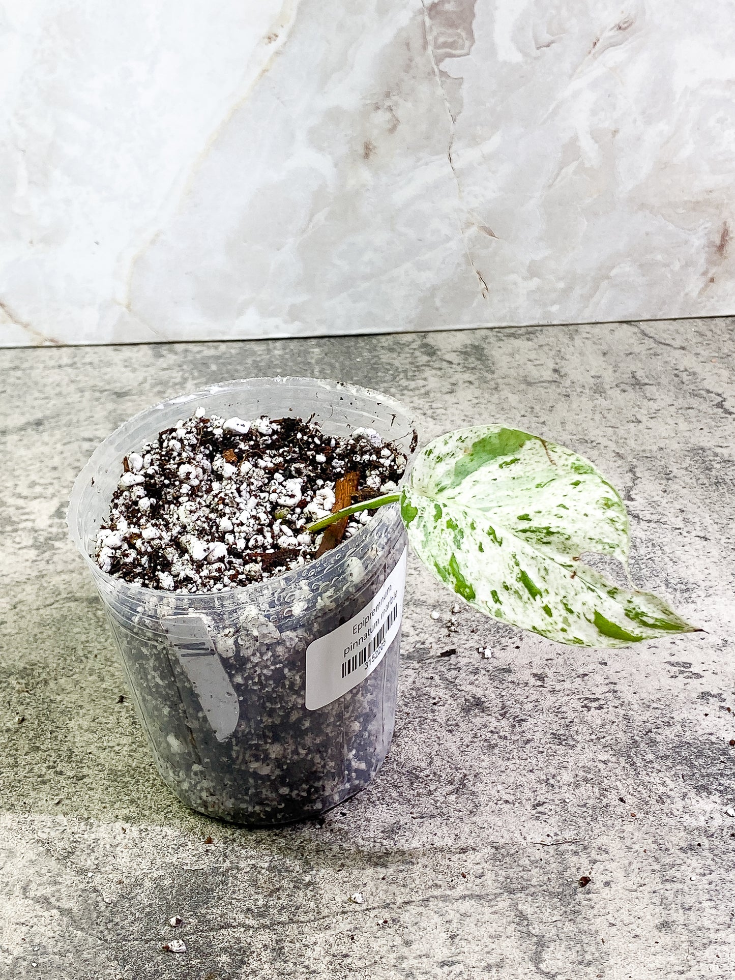 Epipremnum pinnatum marble 1 leaf 1 sprout Rooted