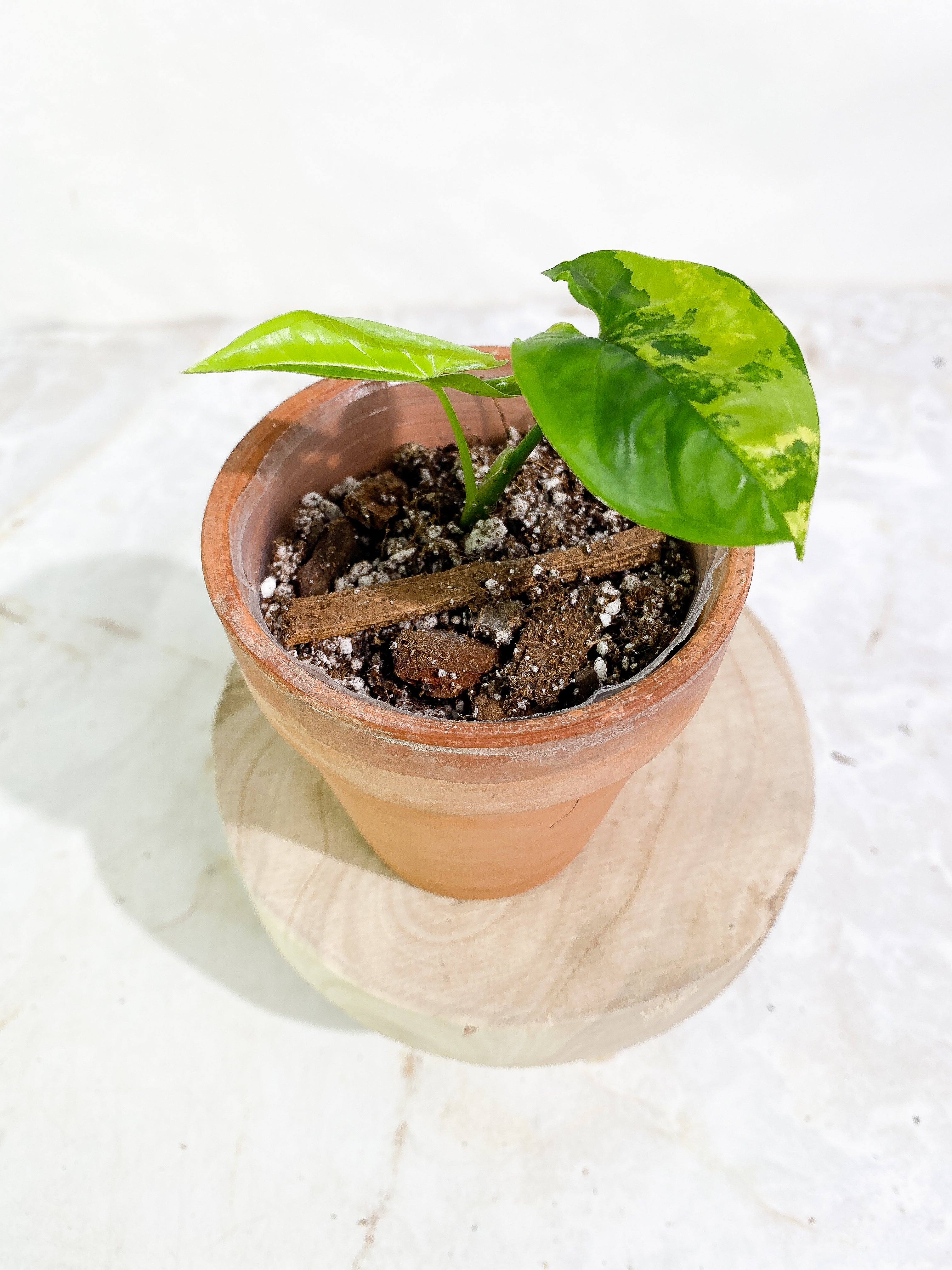 Syngonium Aurea 2 leaves rooted. Highly Variegated. 1 half moon