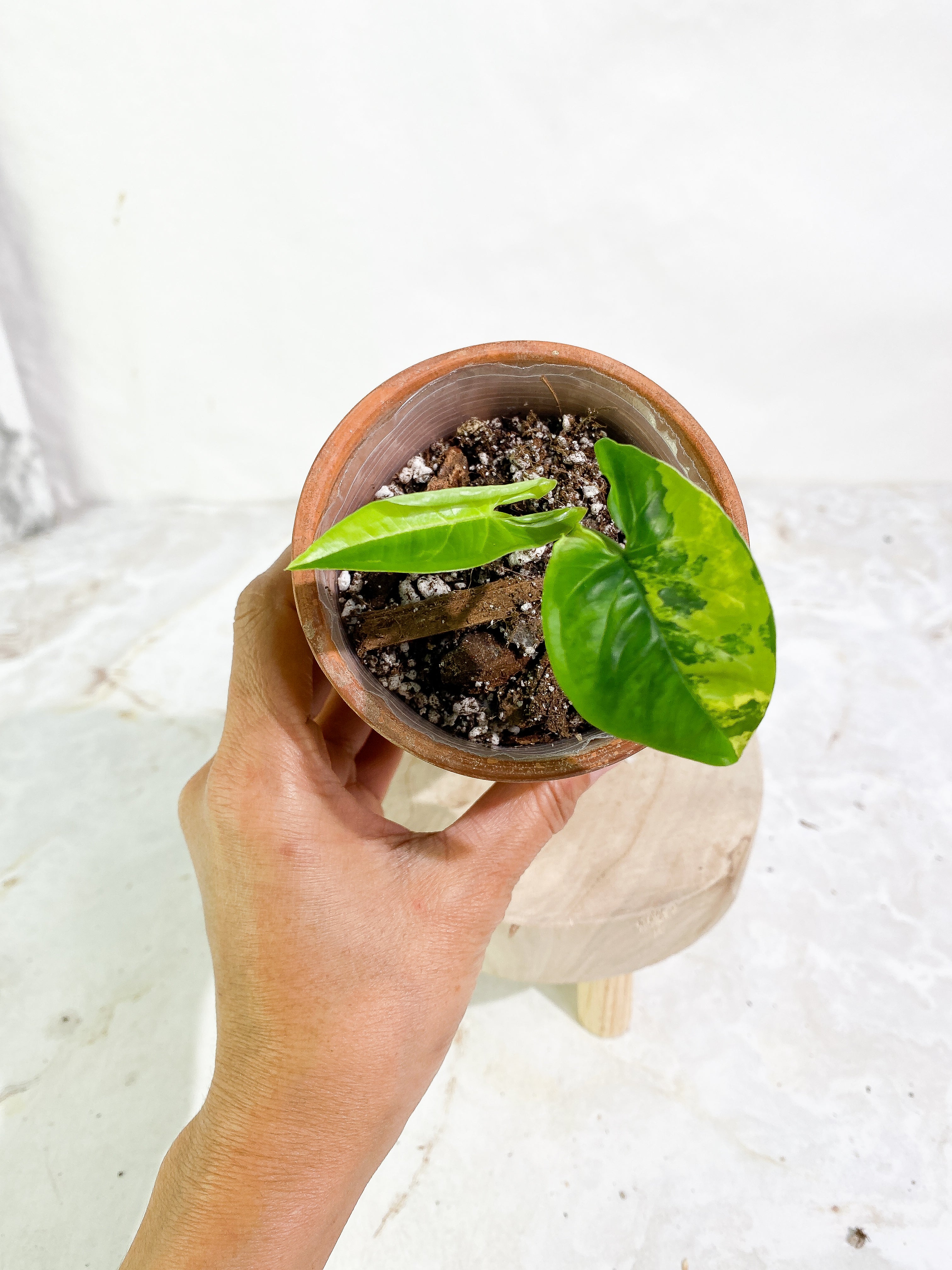 Syngonium Aurea 2 leaves rooted. Highly Variegated. 1 half moon