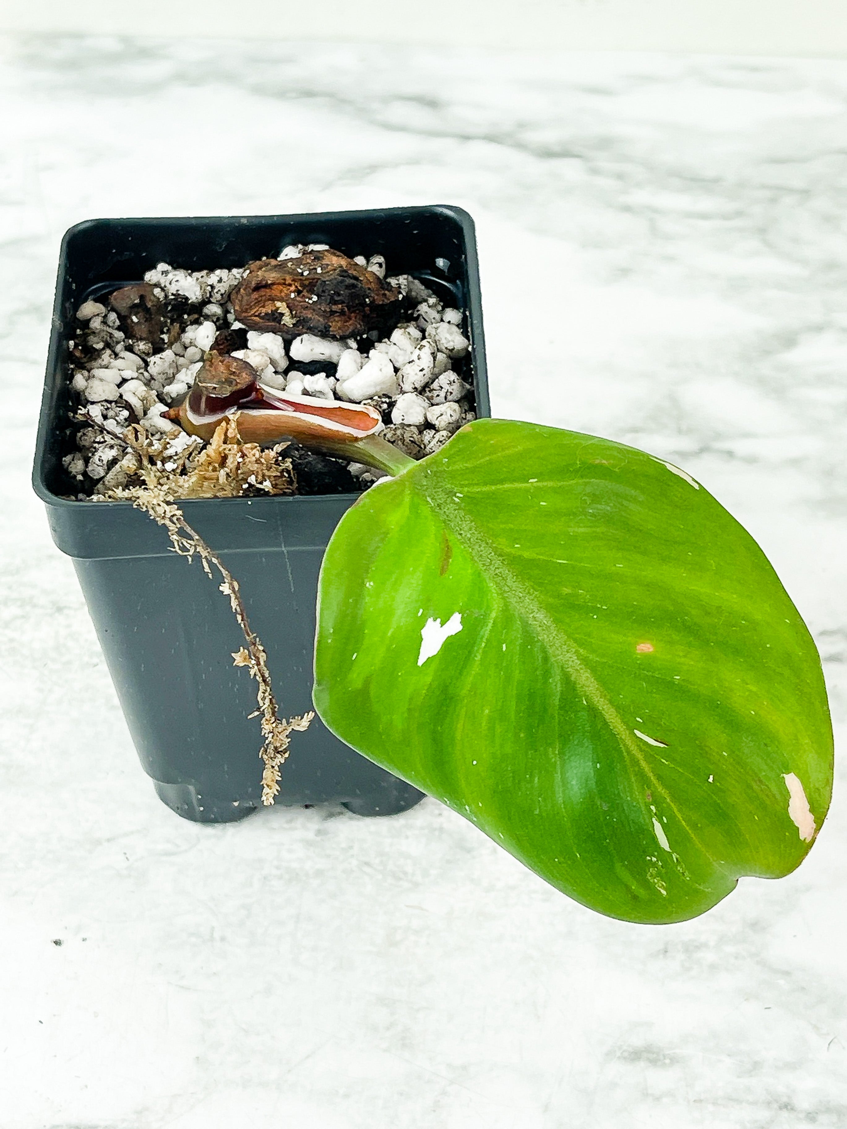 Philodendron White Knight Rooted Cutting