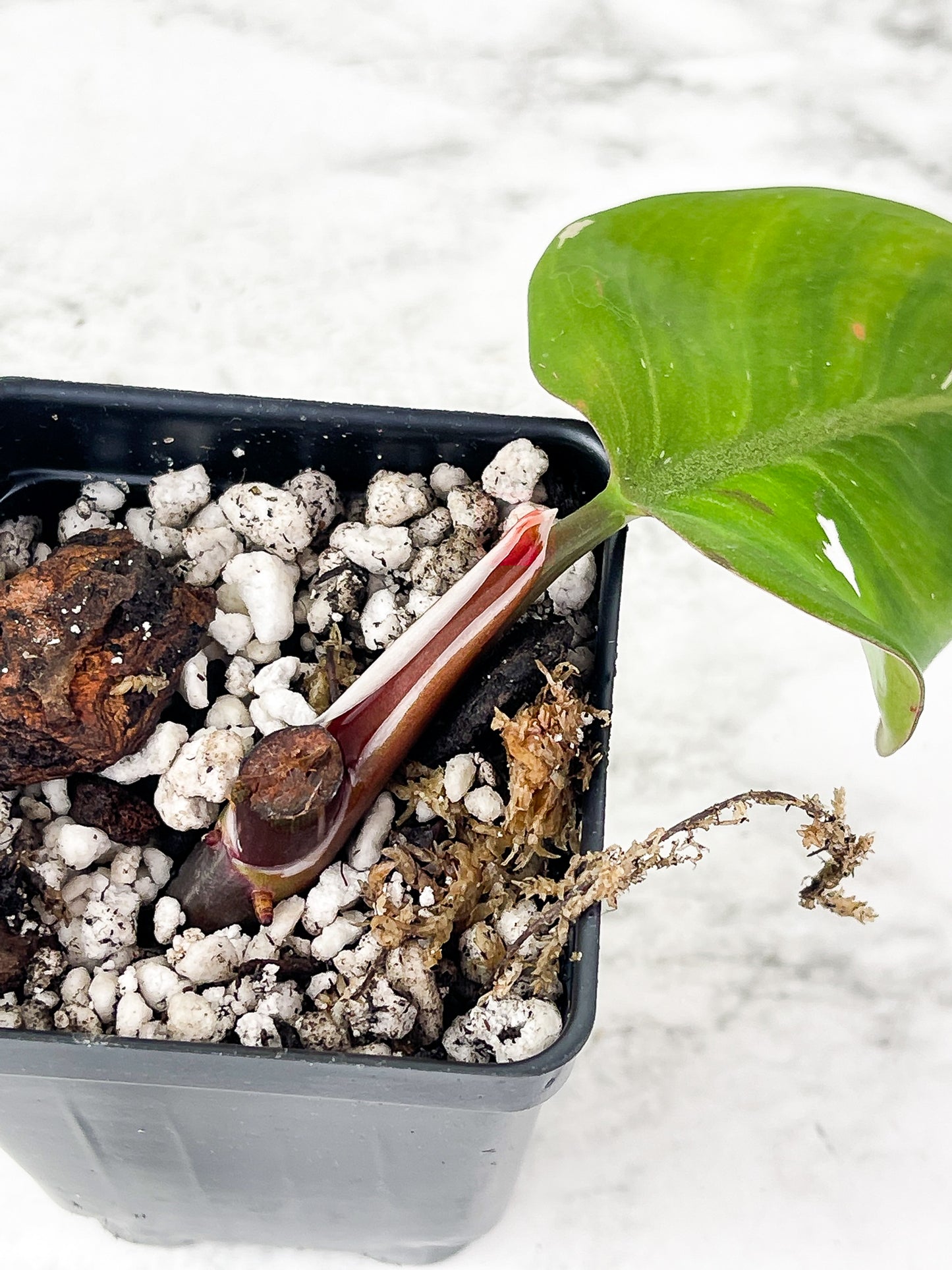 Philodendron White Knight Rooted Cutting