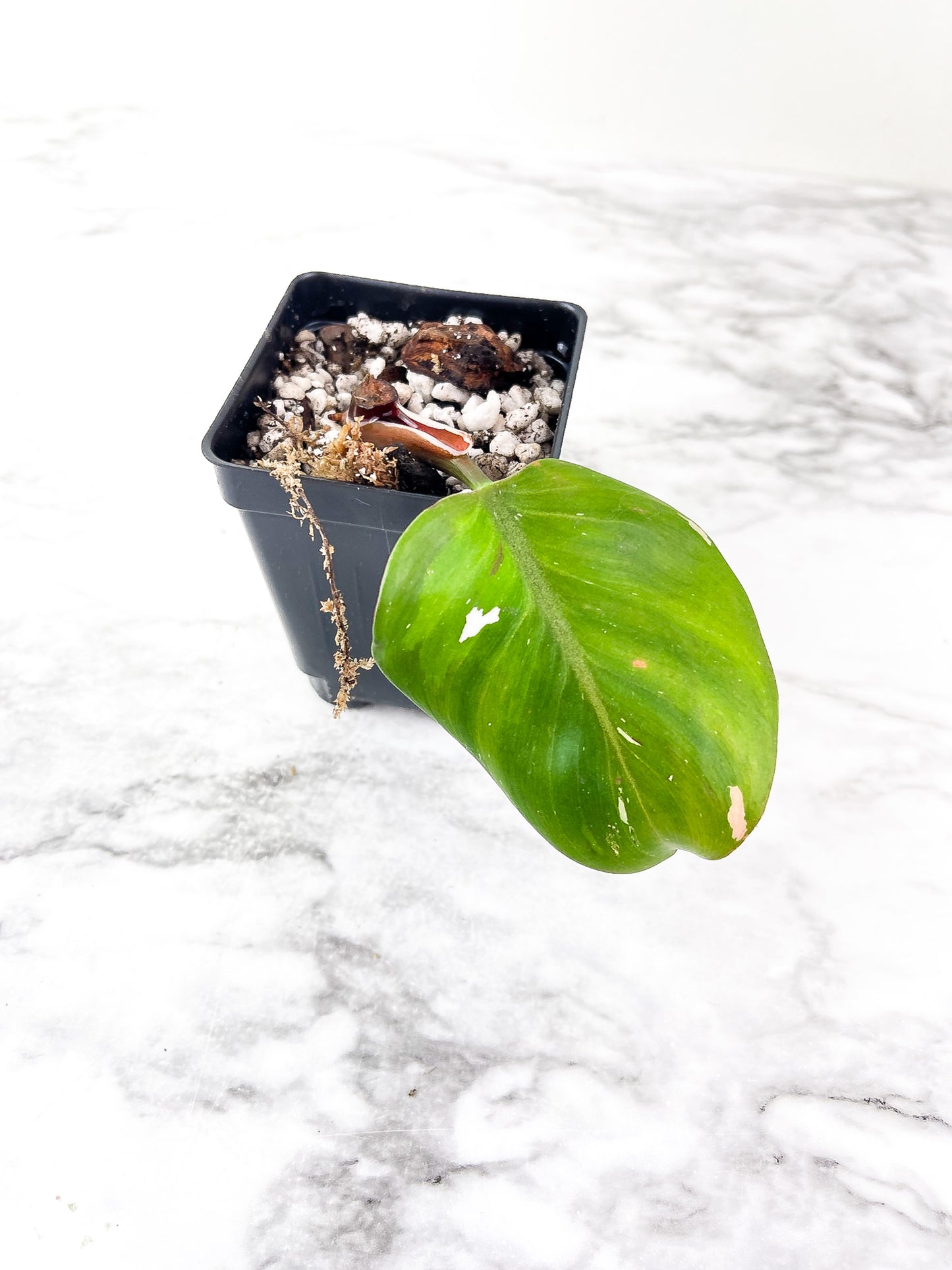 Philodendron White Knight Rooted Cutting