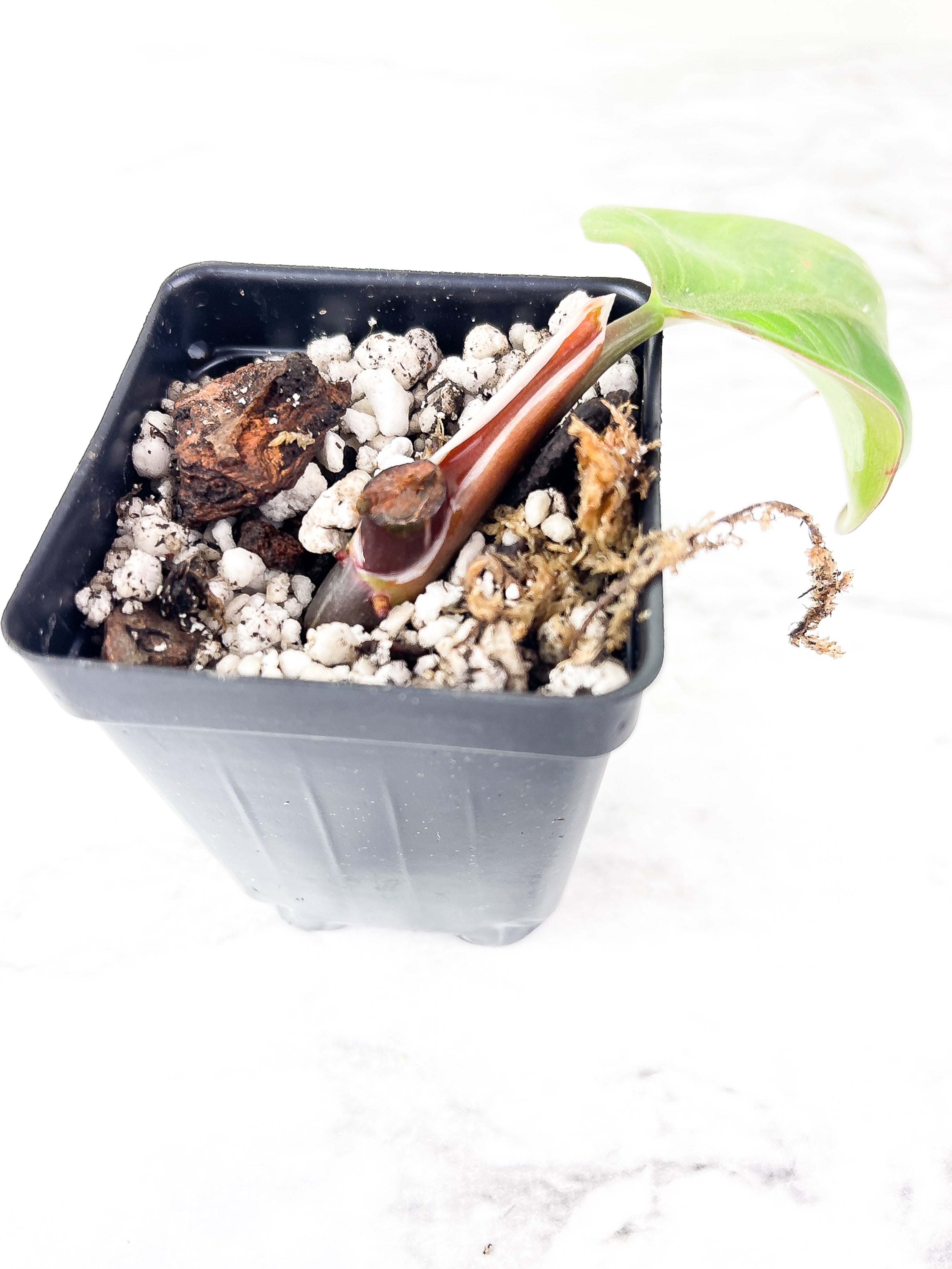 Philodendron White Knight Rooted Cutting