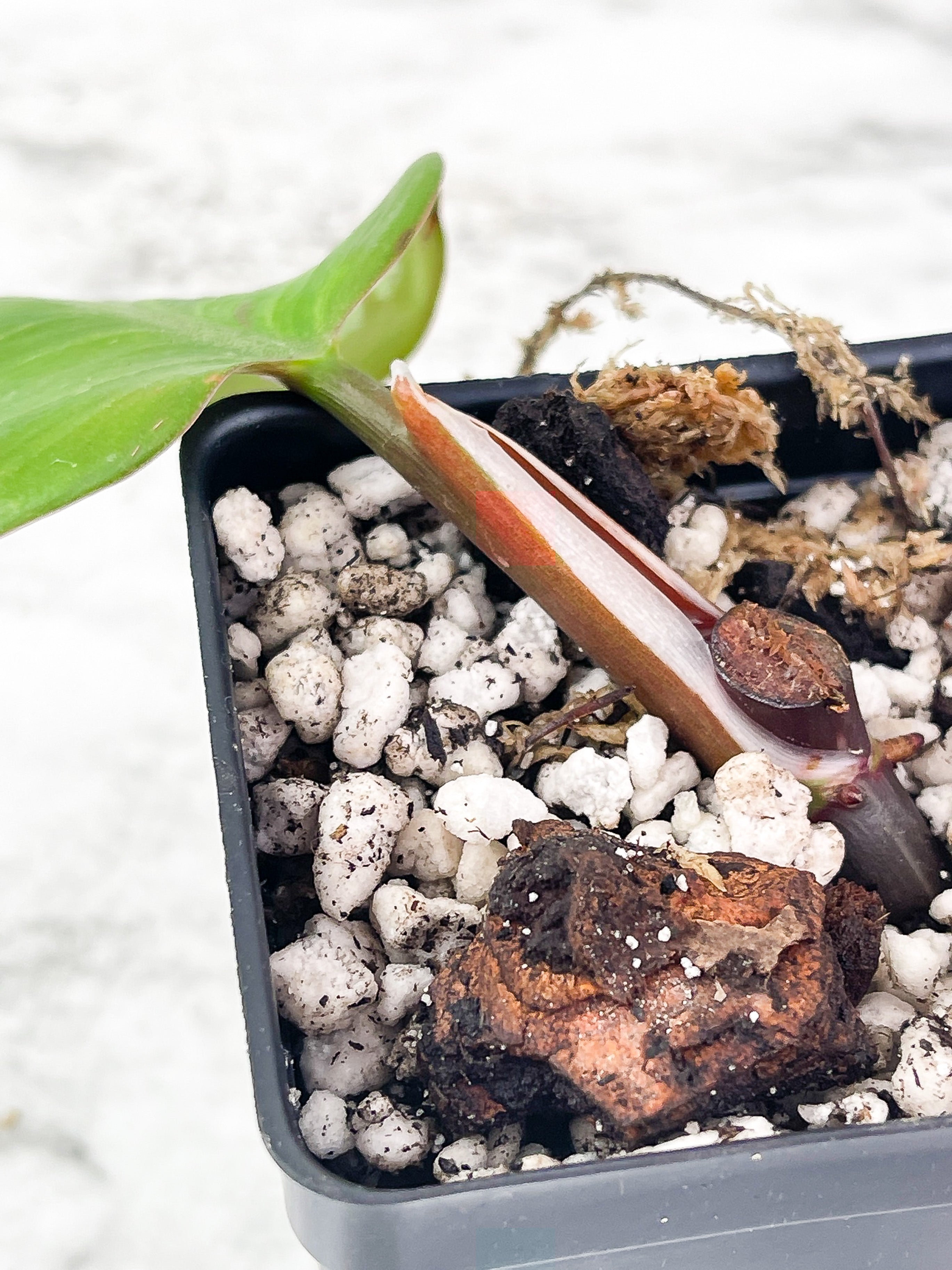 Philodendron White Knight Rooted Cutting