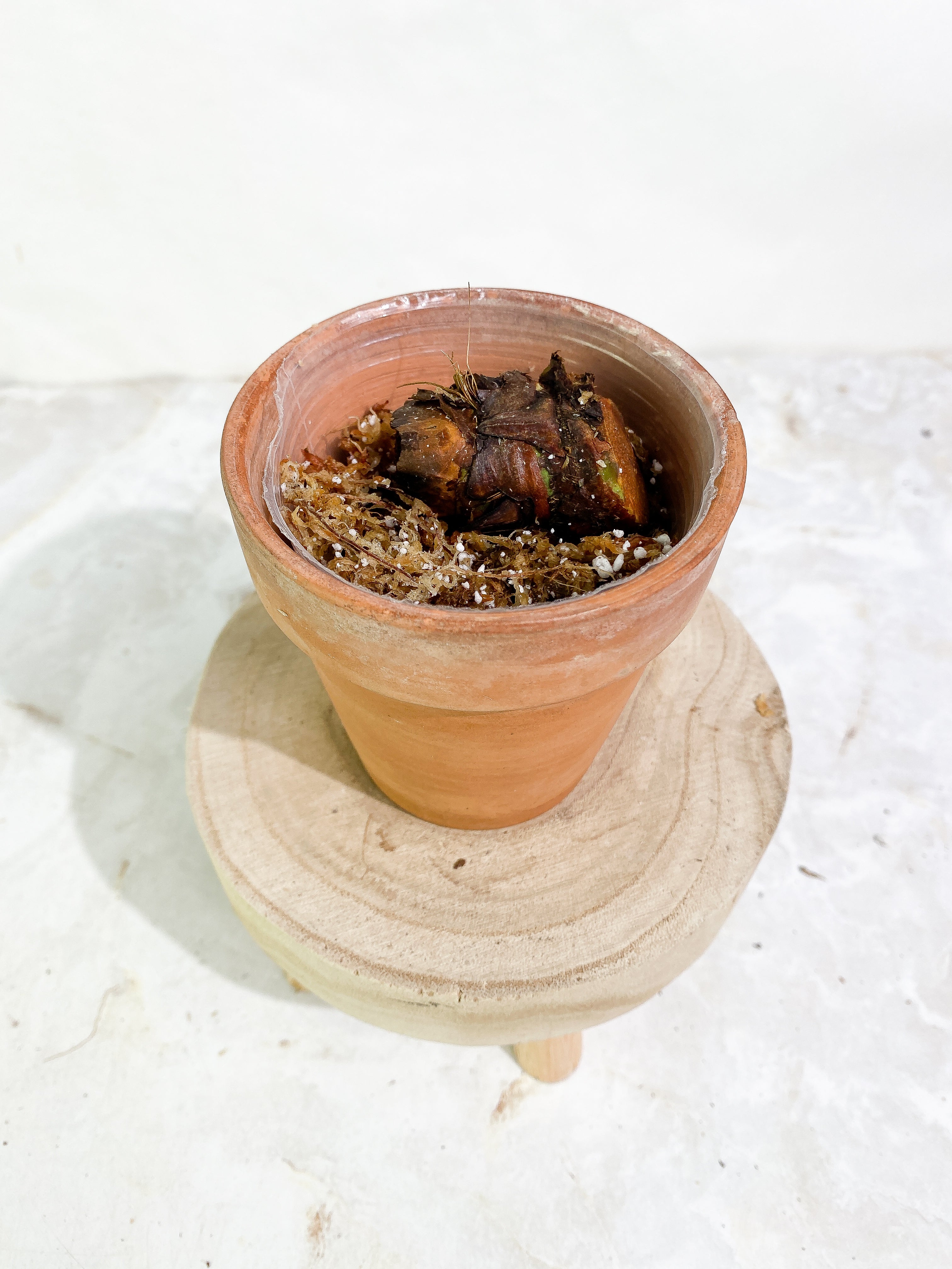 Anthurium veitchii chonk rooting