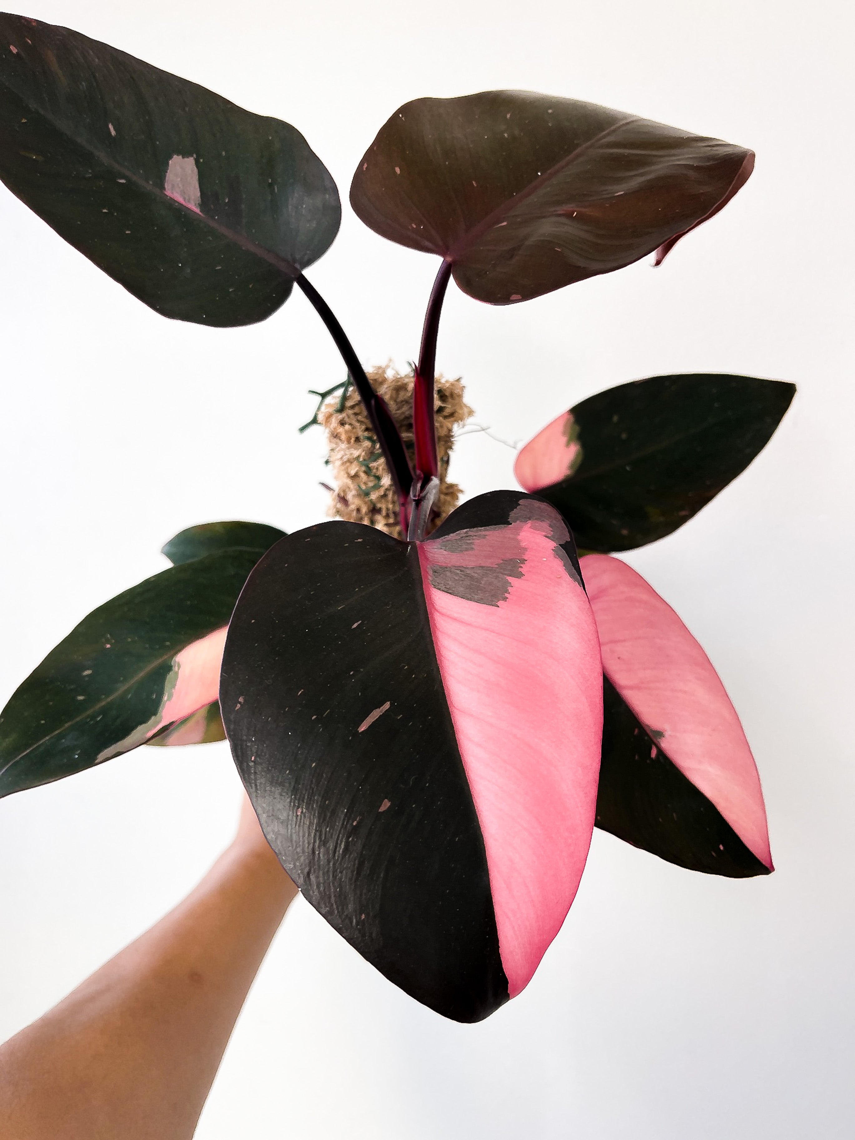 Philodendron Black Cherry Pink Princess Rooted 1 leaf cutting