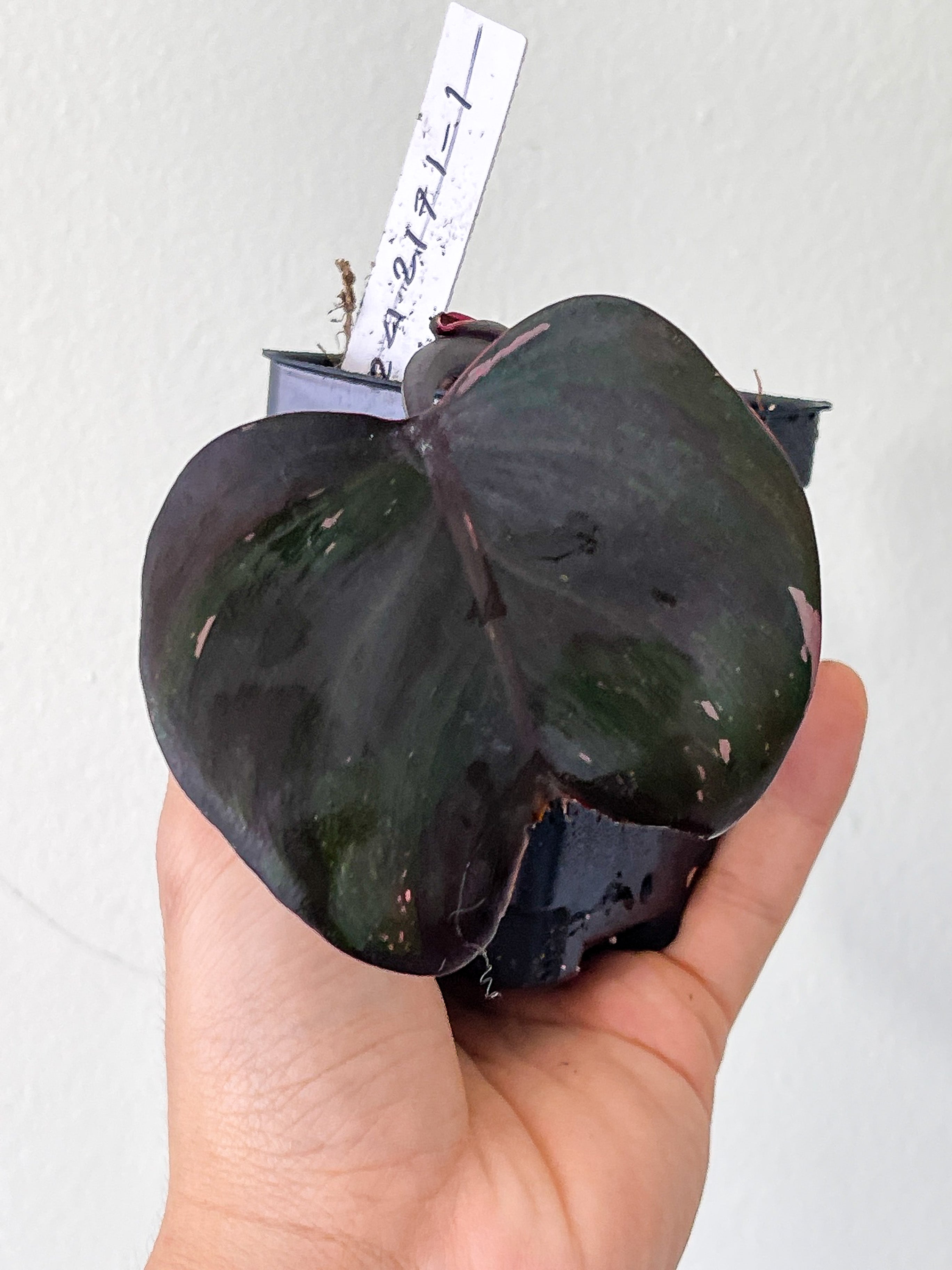 Philodendron Black Cherry Pink Princess Rooted 1 leaf cutting