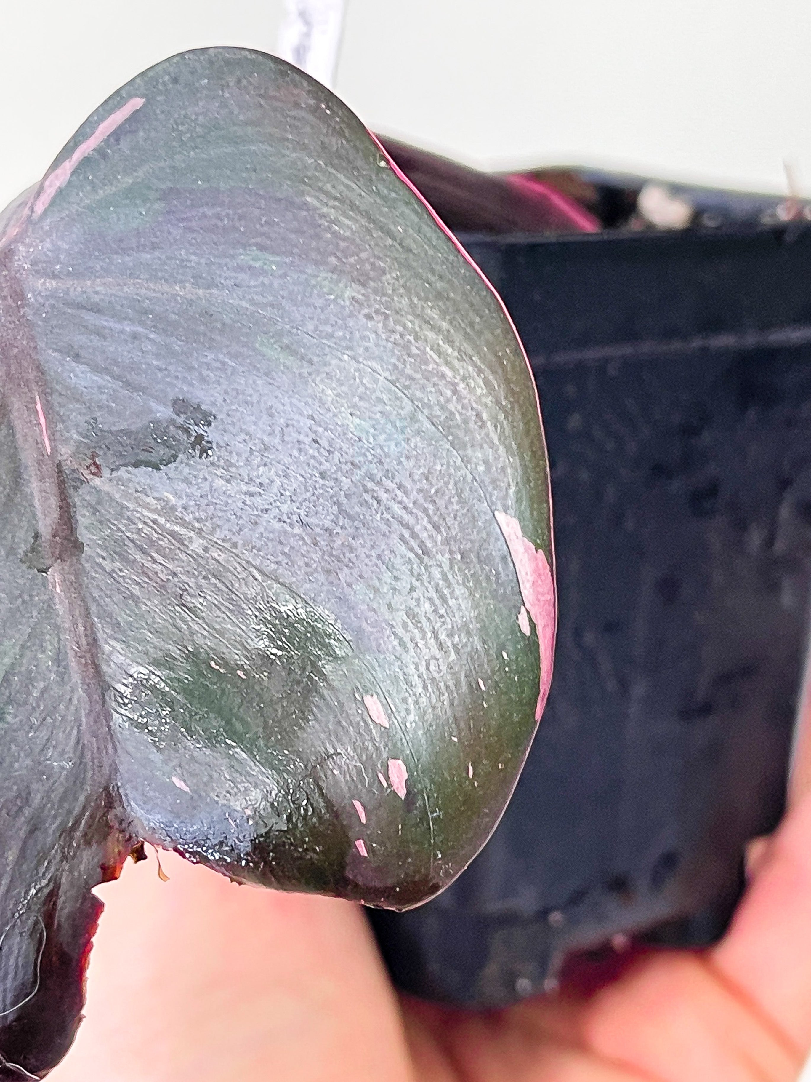 Philodendron Black Cherry Pink Princess Rooted 1 leaf cutting