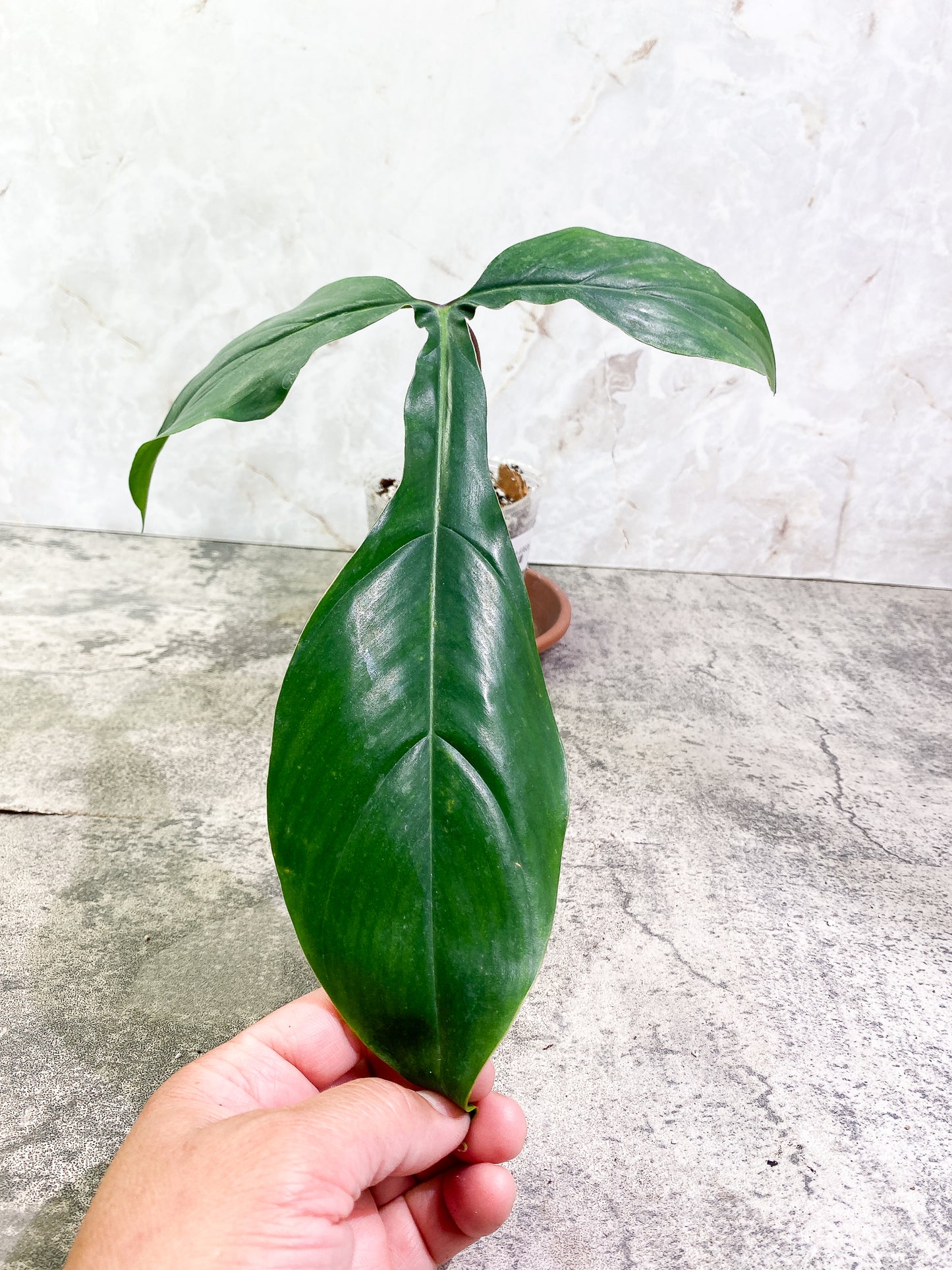 Grower Choice: Philodendron 69686 1 leaf Slightly Rooted