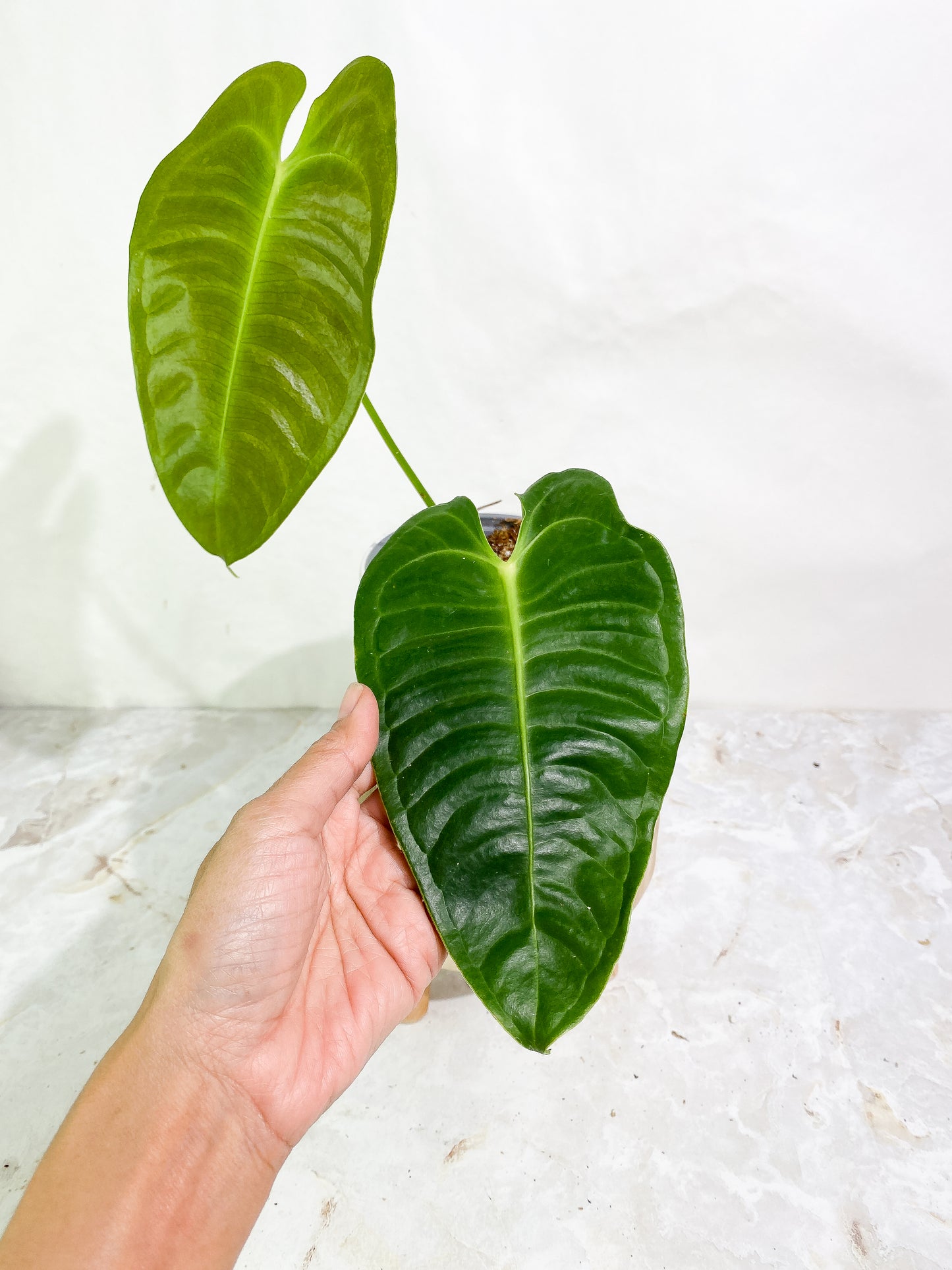 Anthurium veitchii 2 leaves 1 sprout rooted