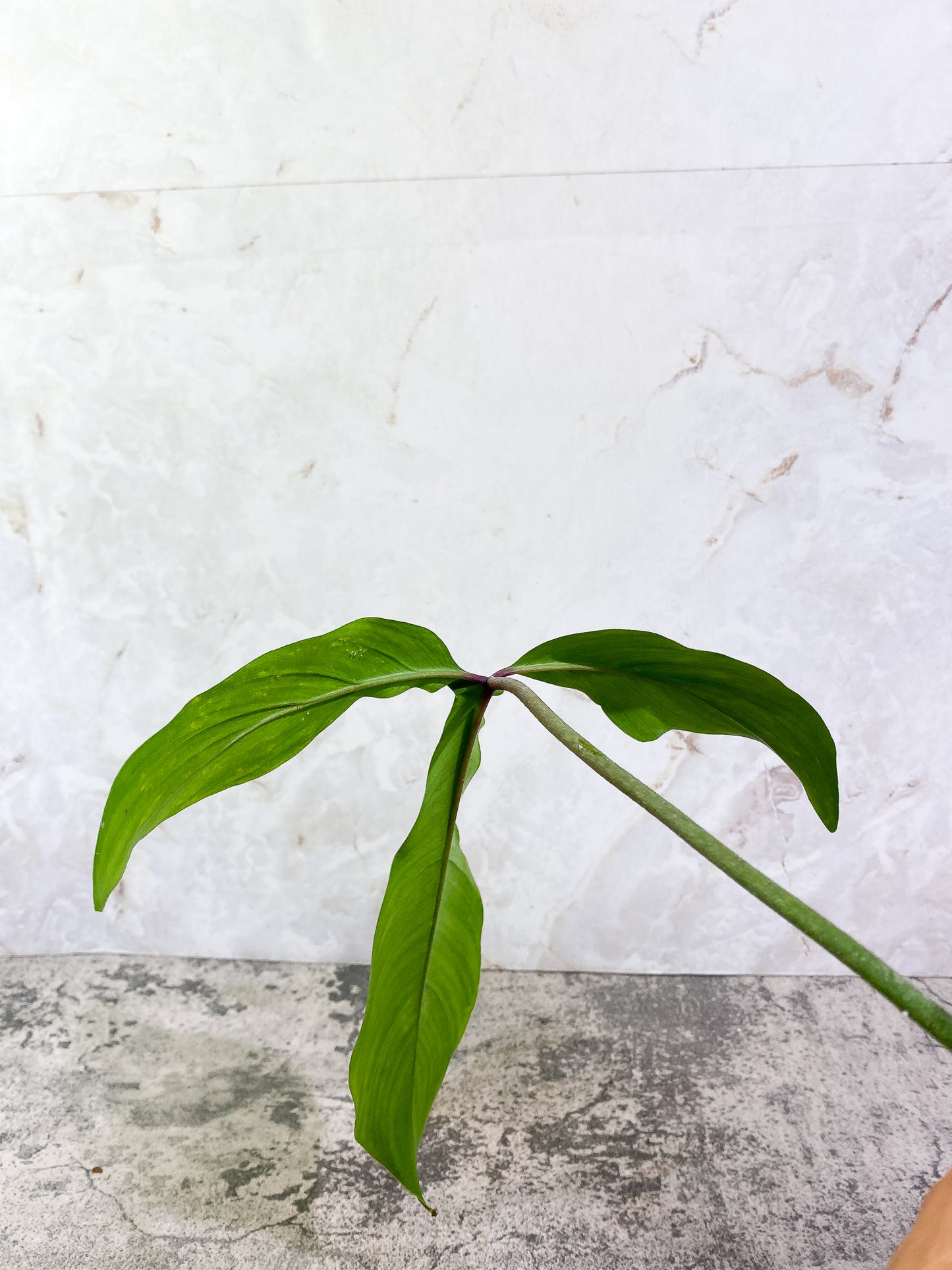 Grower Choice: Philodendron 69686 1 leaf Slightly Rooted
