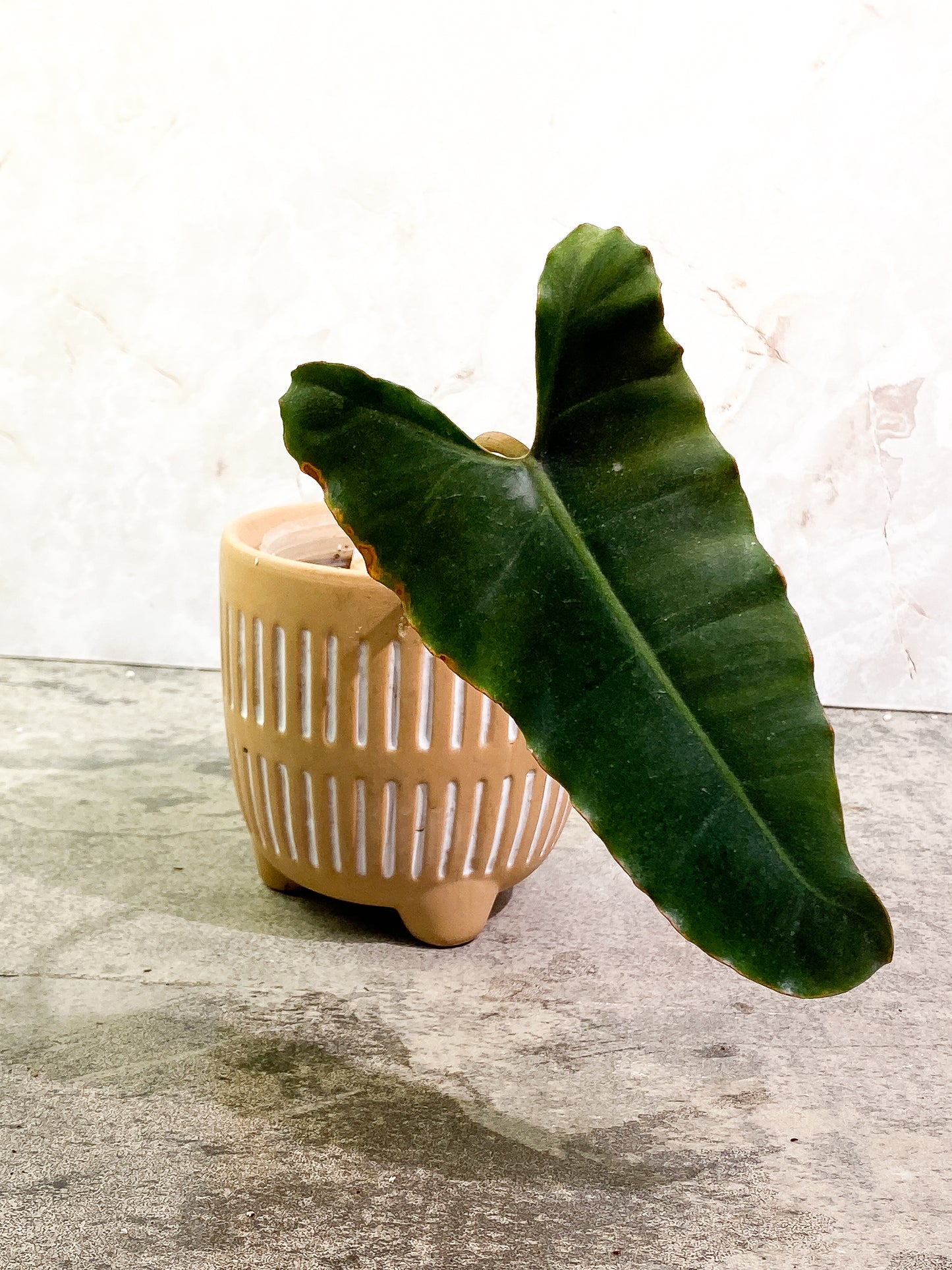 Philodendron Atabapoense dark Rooted 1 leaf