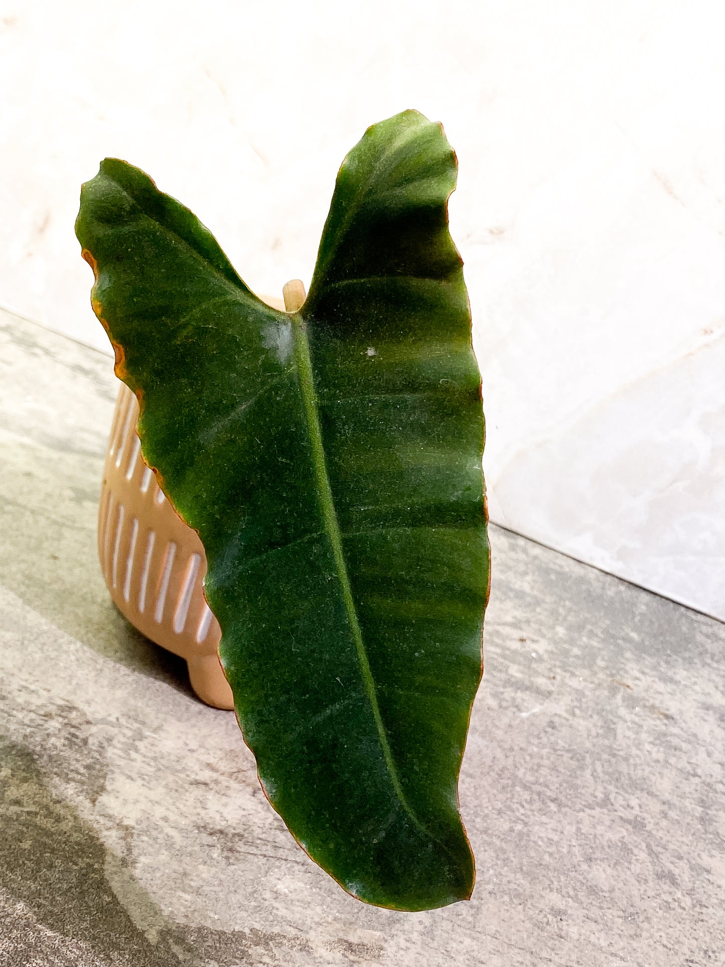 Philodendron Atabapoense dark Rooted 1 leaf