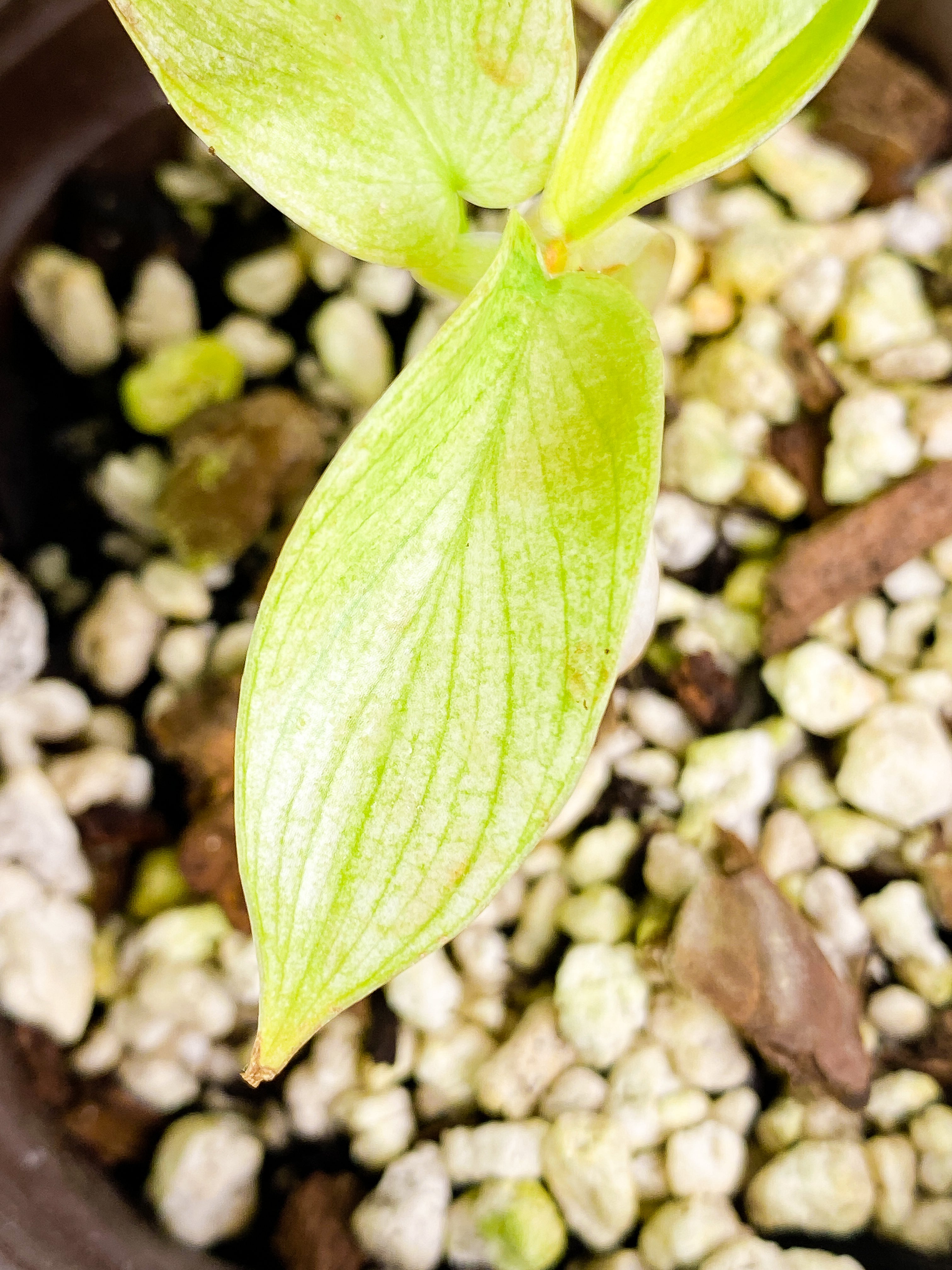 Philodendron Florida ghost mint rooted