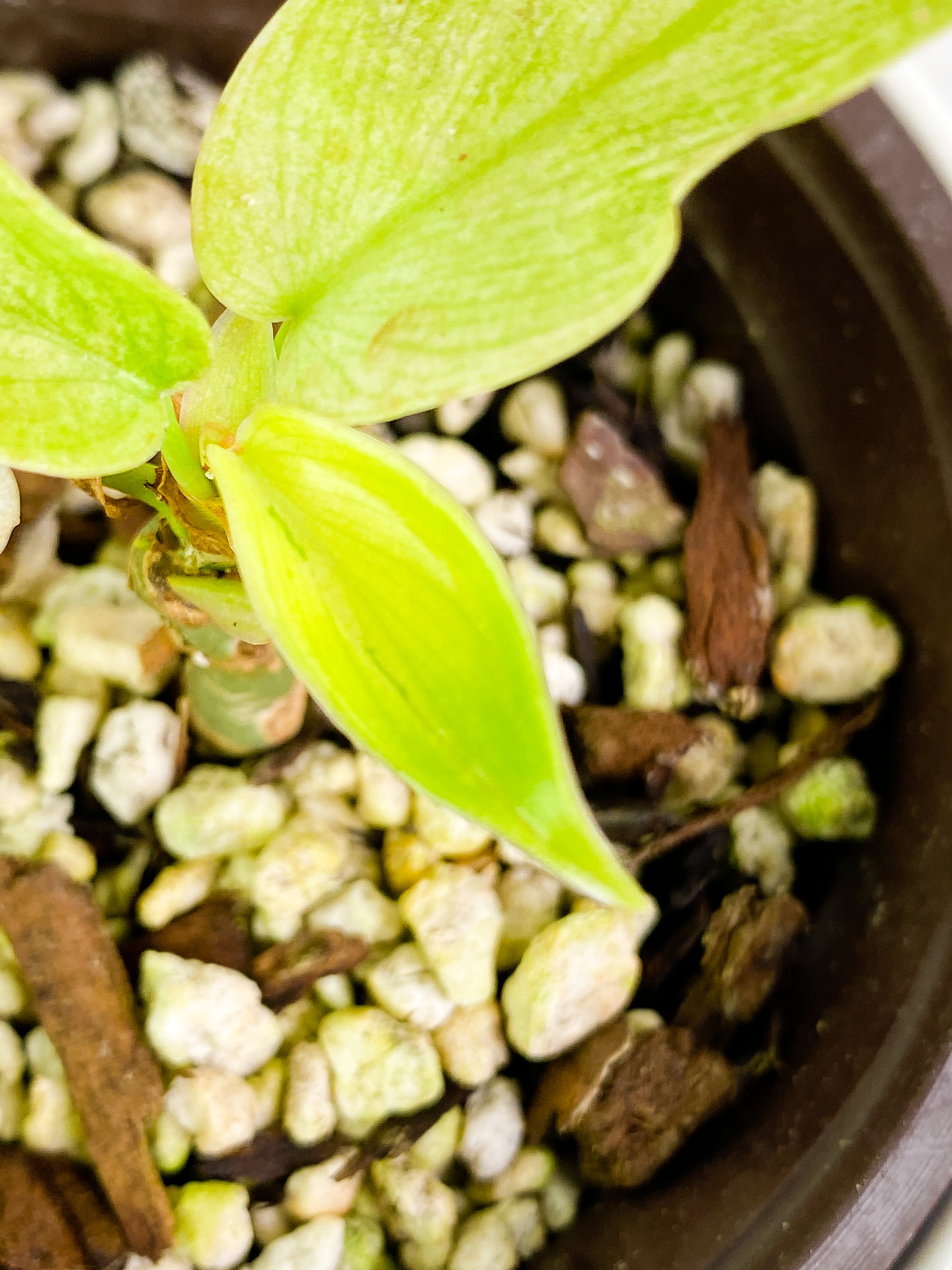 Philodendron Florida ghost mint rooted