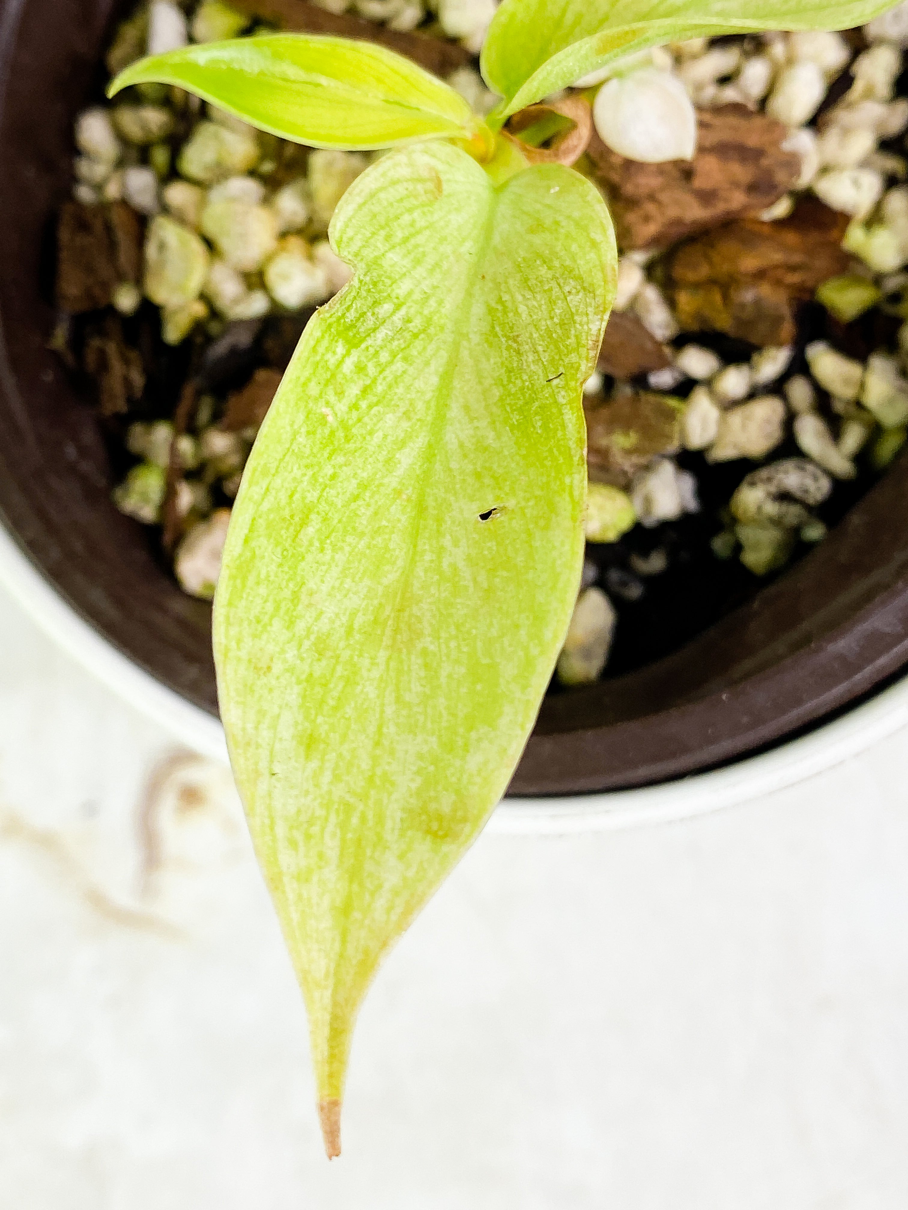 Philodendron Florida ghost mint rooted