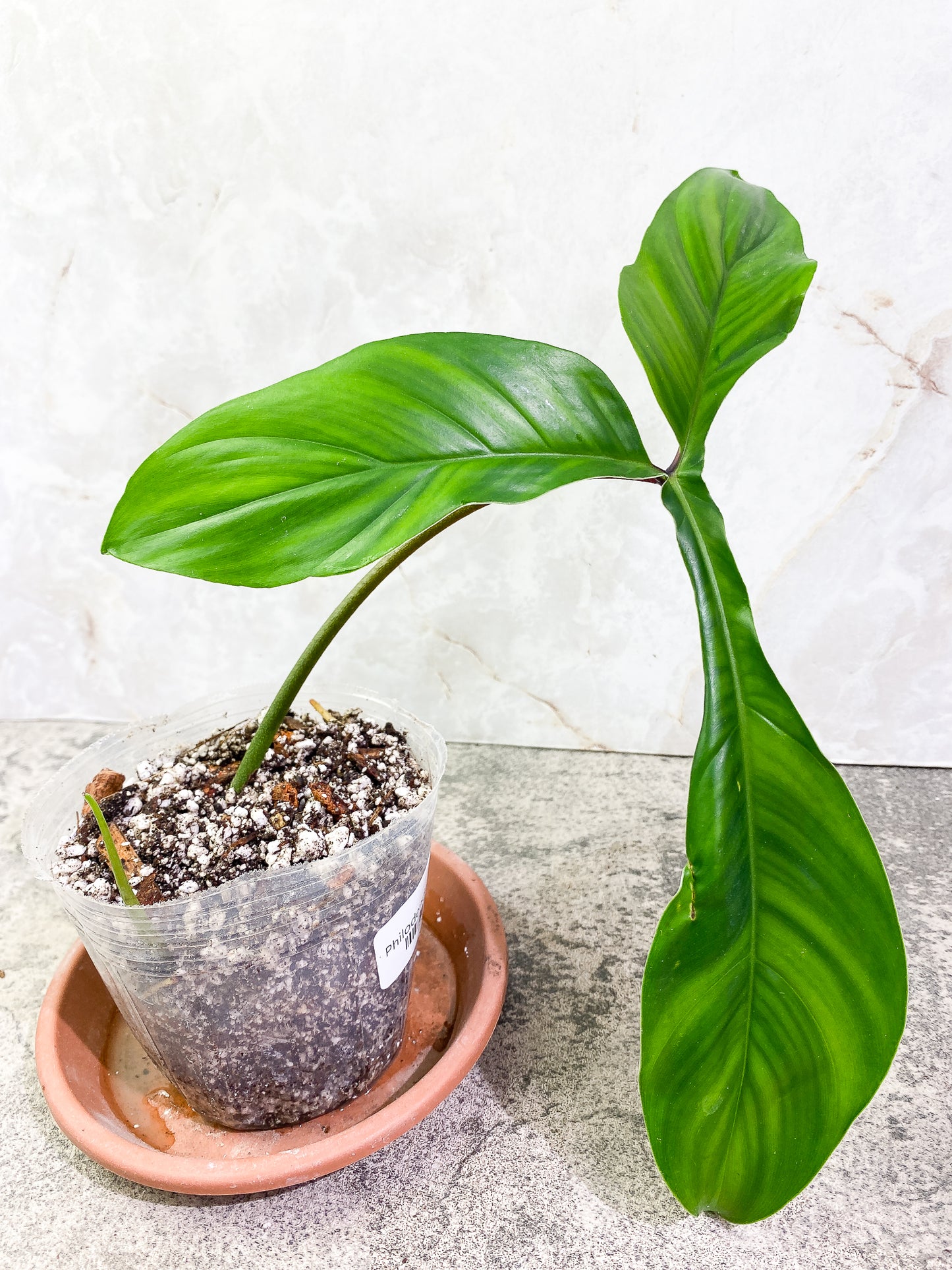 Grower Choice: Philodendron 69686 Top Cutting 1 leaf 1 sprout Slightly Rooted