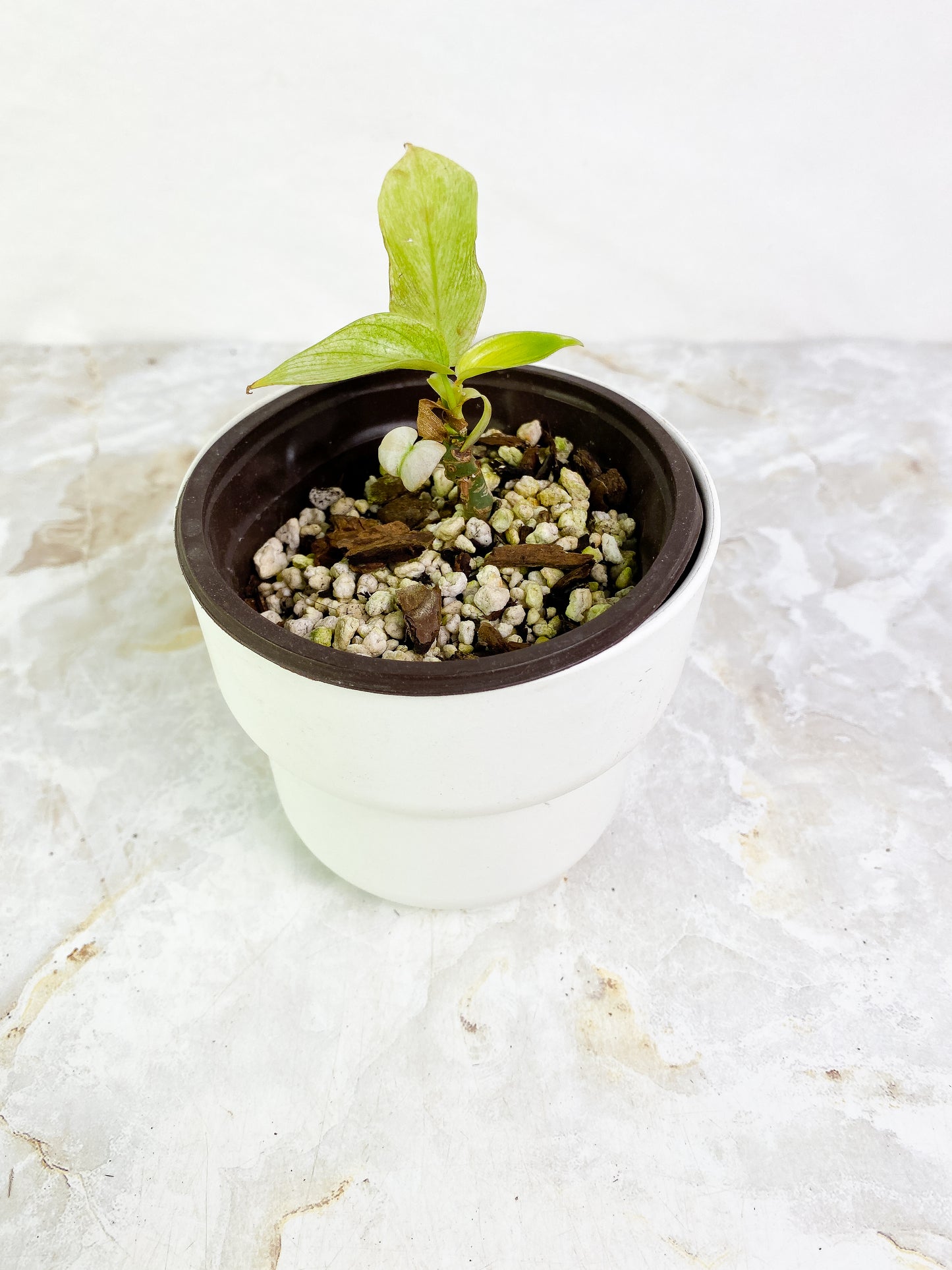 Philodendron Florida ghost mint rooted