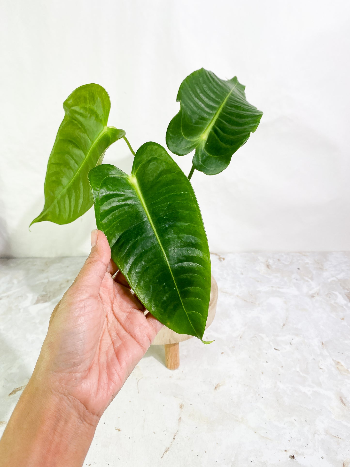 Anthurium veitchii 3 leaves rooted