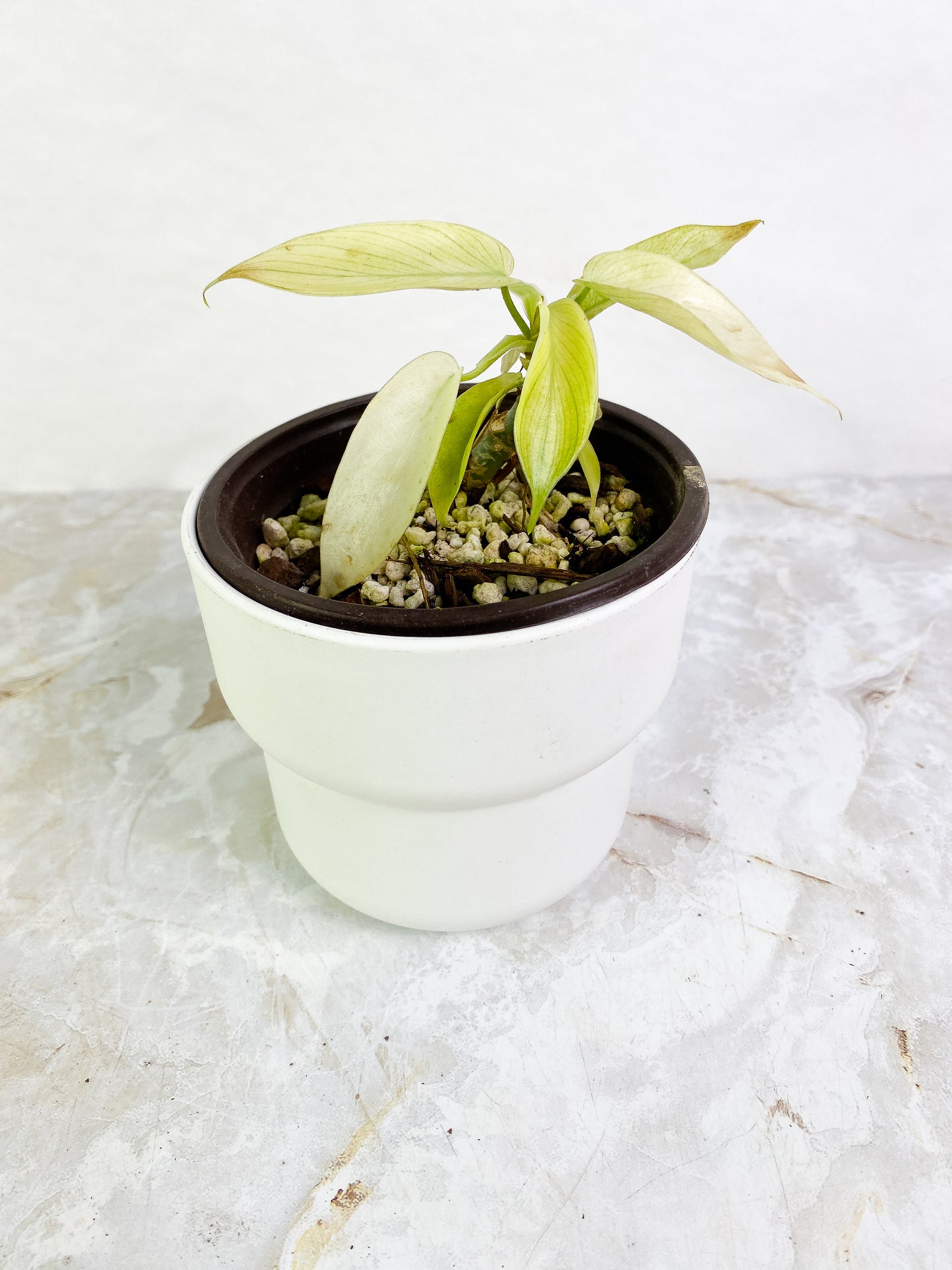 Philodendron Florida ghost mint 8 leaves slightly rooted