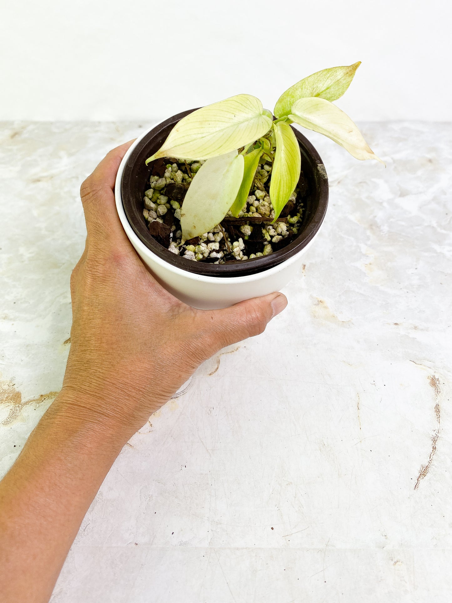 Philodendron Florida ghost mint 8 leaves slightly rooted