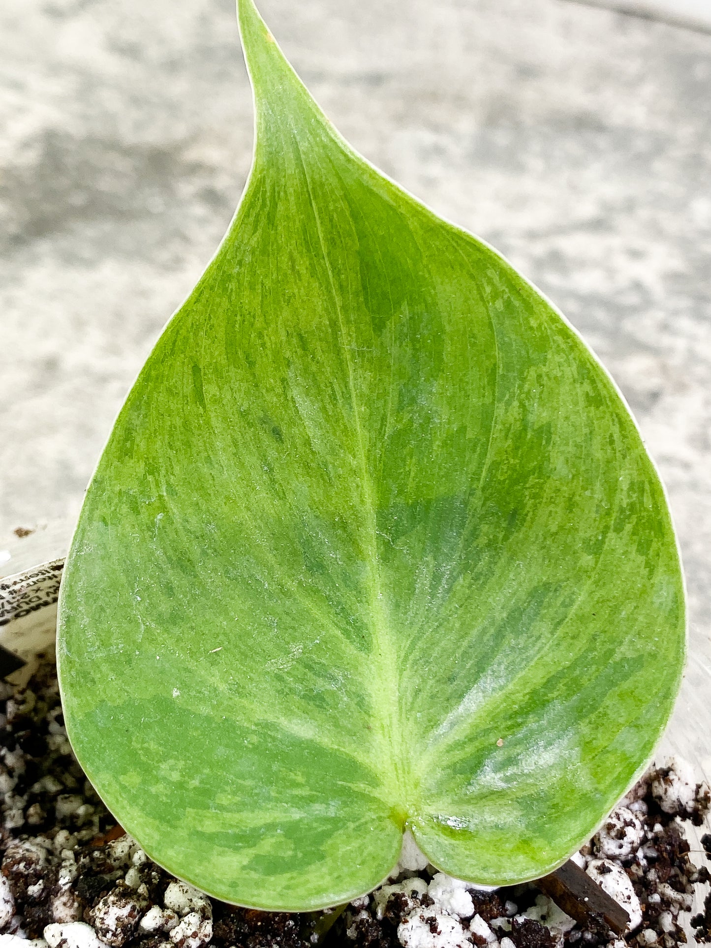 Philodendron Hederaceum variegated 2 leaves Slightly Rooted