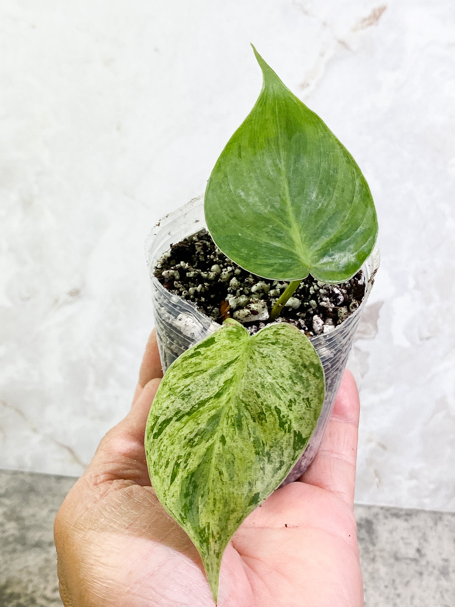 Philodendron Hederaceum variegated 2 leaves Slightly Rooted