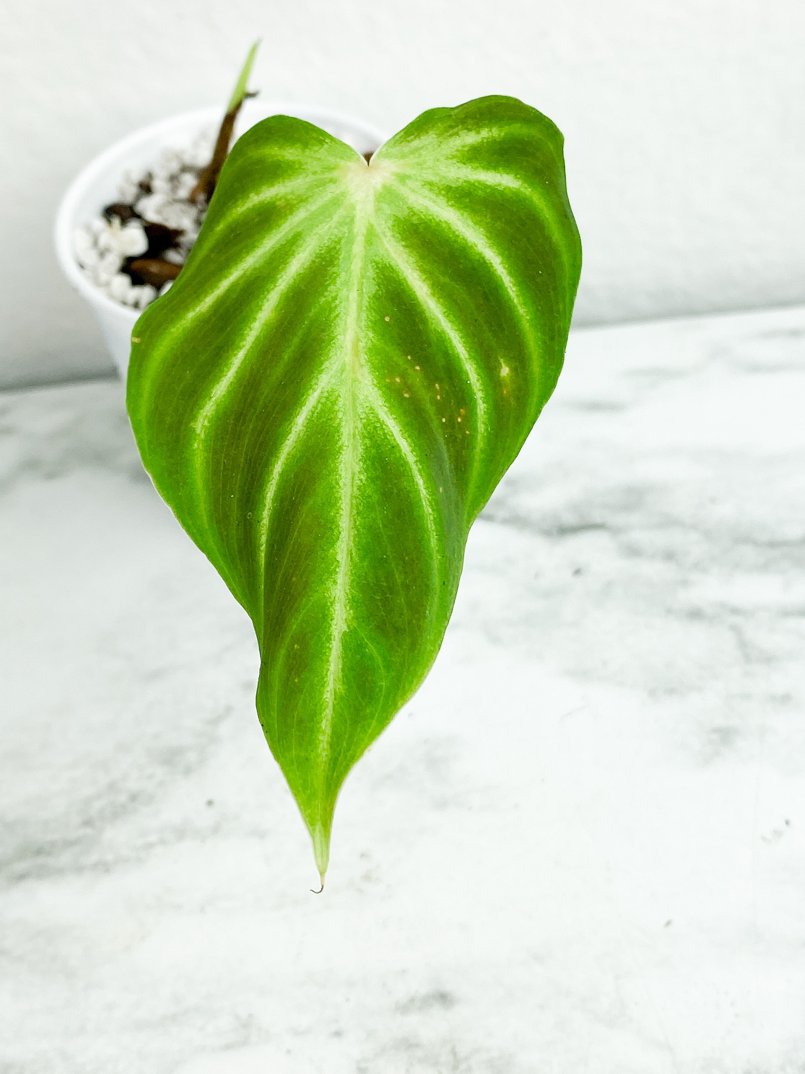 Philodendron verrucosum cobra 2 leaves slightly rooted