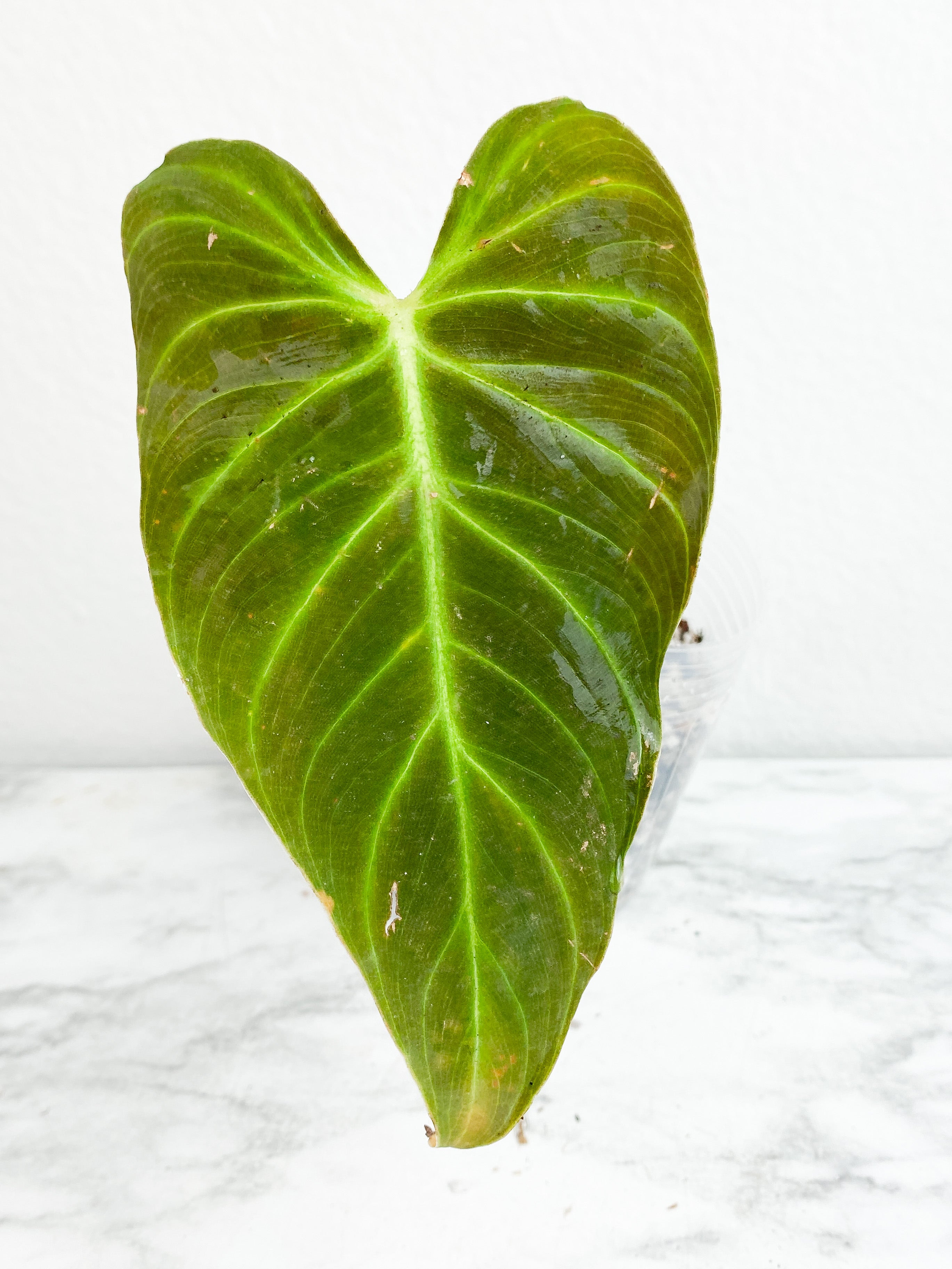 Philodendron verrucosum carmin