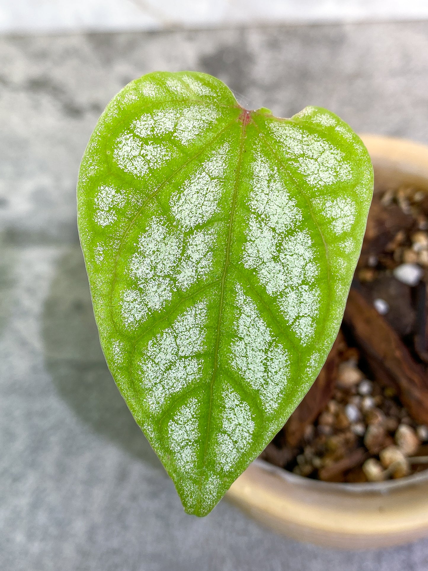 Free Addon for orders over $300: Monstera Siltepecana 1leaf rooted