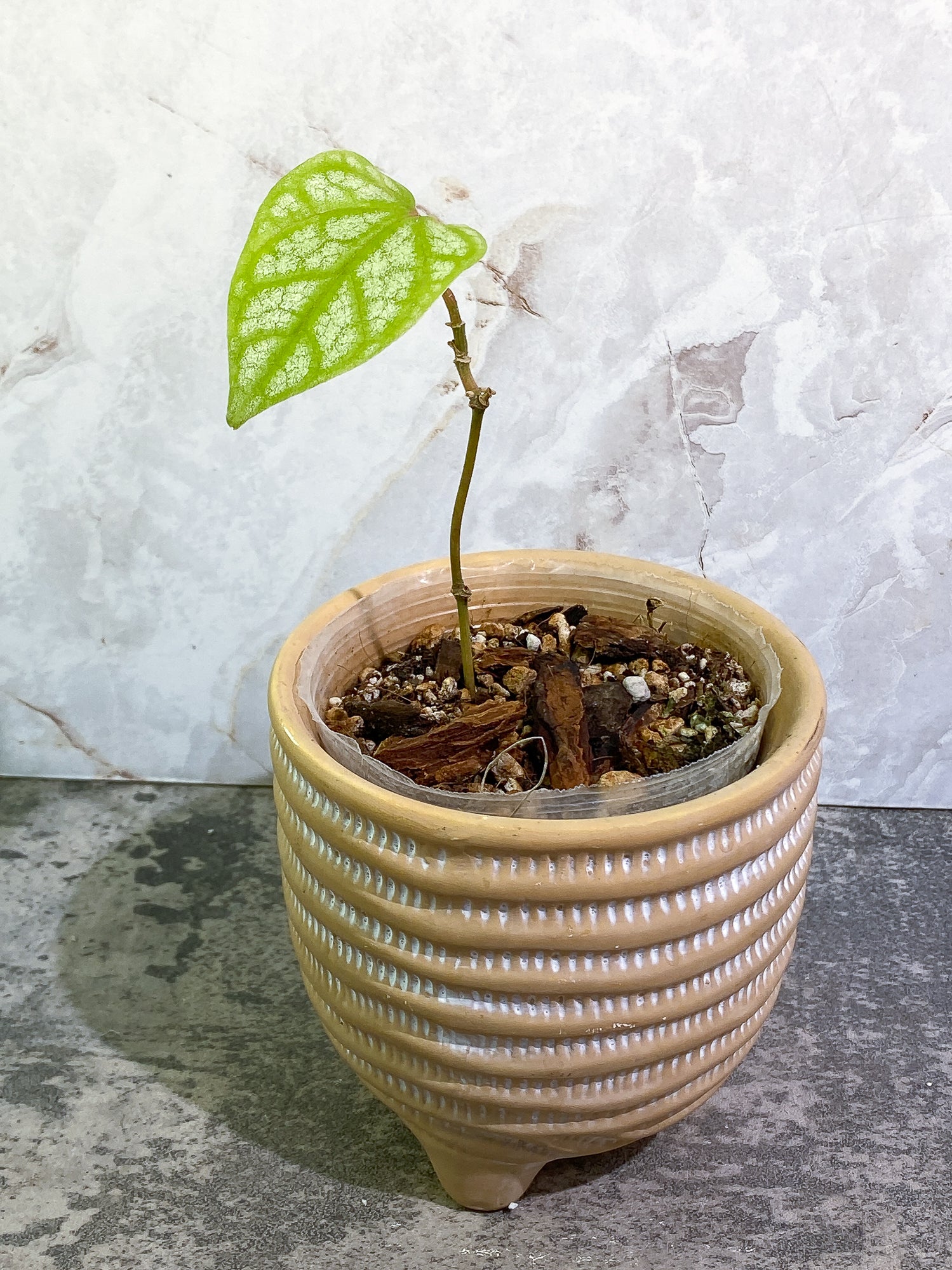 Free Addon for orders over $300: Monstera Siltepecana 1leaf rooted