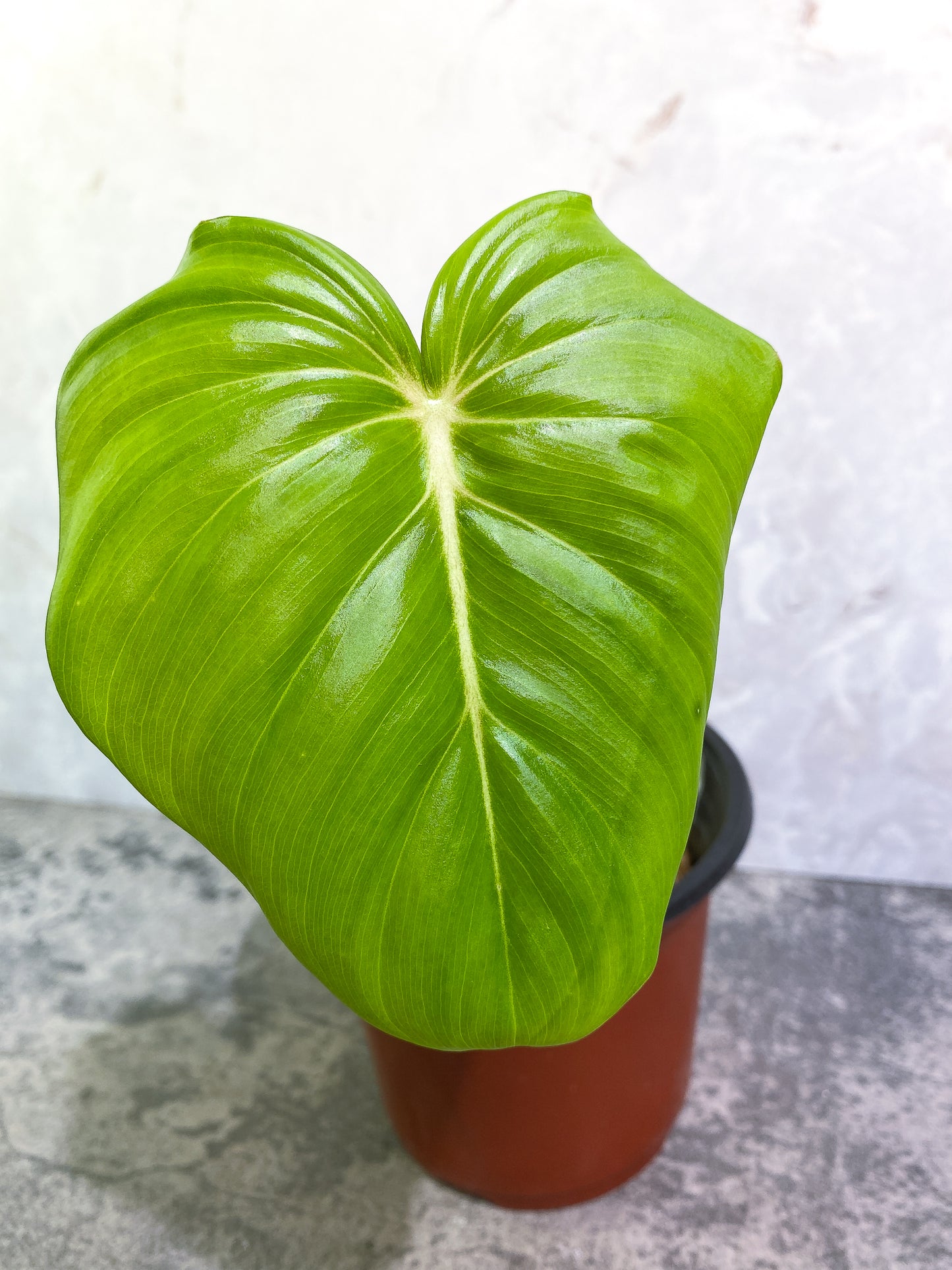 Philodendron McDowell 1leaf rooted 1sprout and 2 growing buds