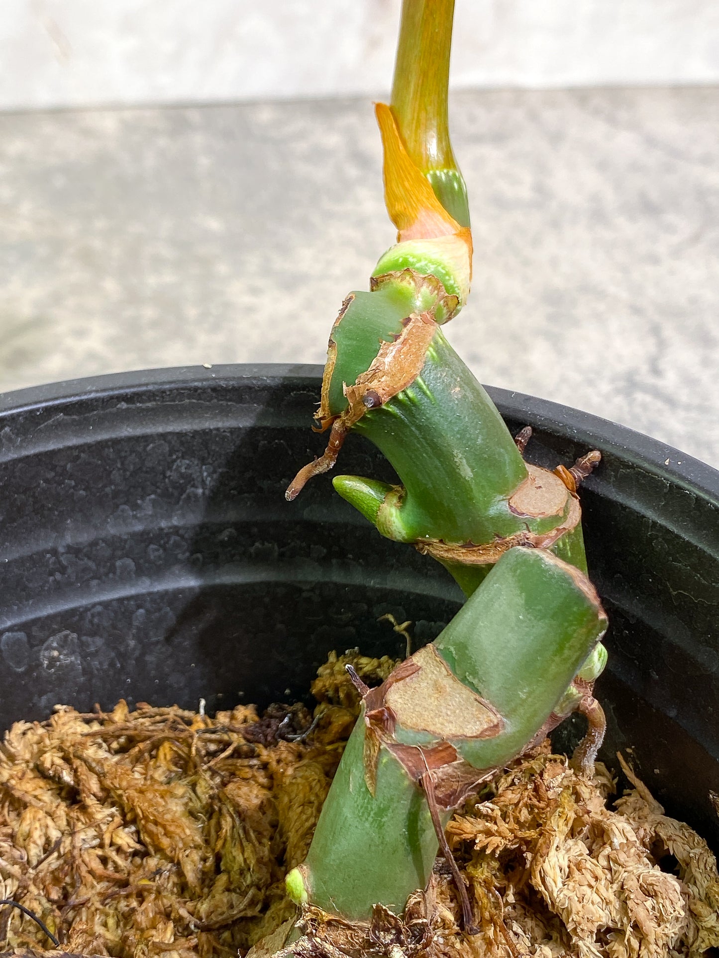 Philodendron McDowell 1leaf rooted 1sprout and 2 growing buds