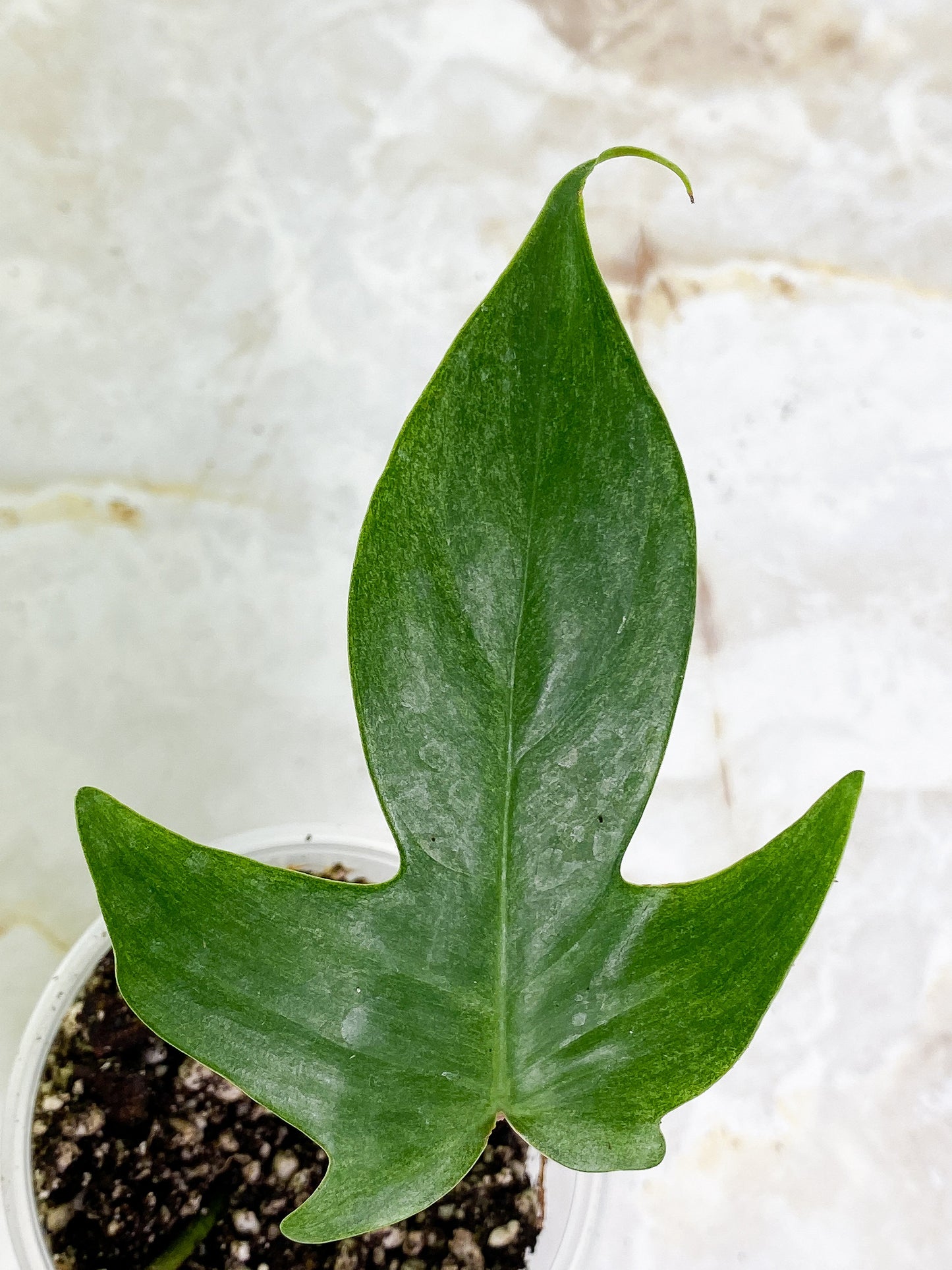Grower choice: Philodendron ghost mint - 2 leaves rooted