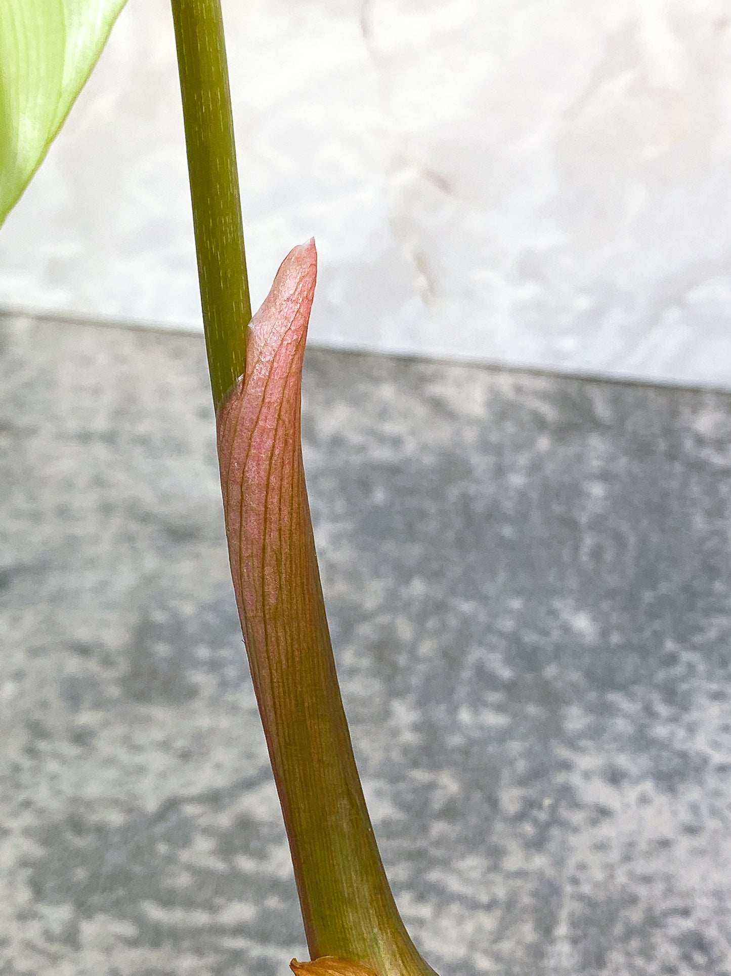Philodendron McDowell 1leaf rooted 1sprout and 2 growing buds
