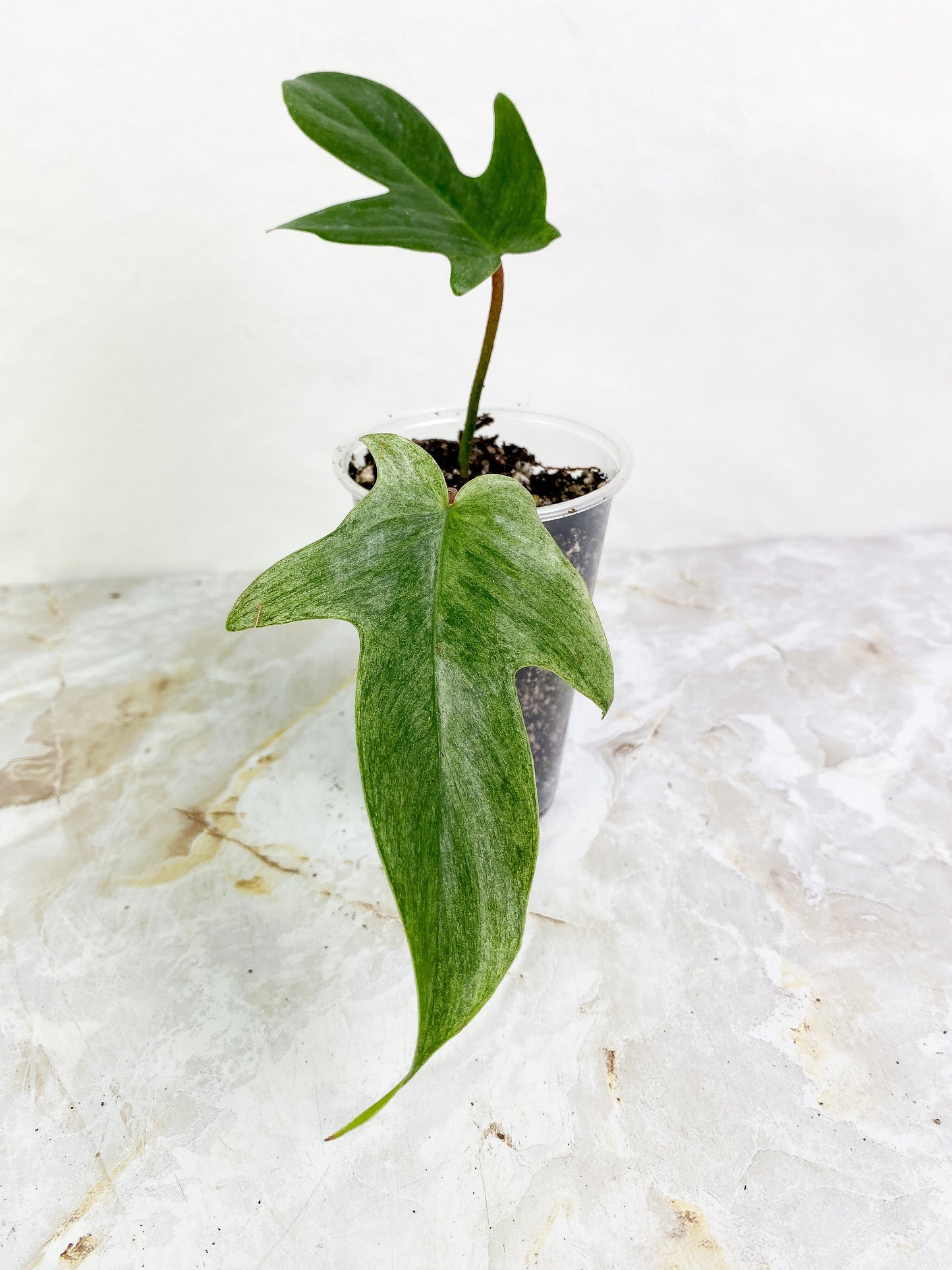 Grower choice: Philodendron ghost mint - 2 leaves rooted