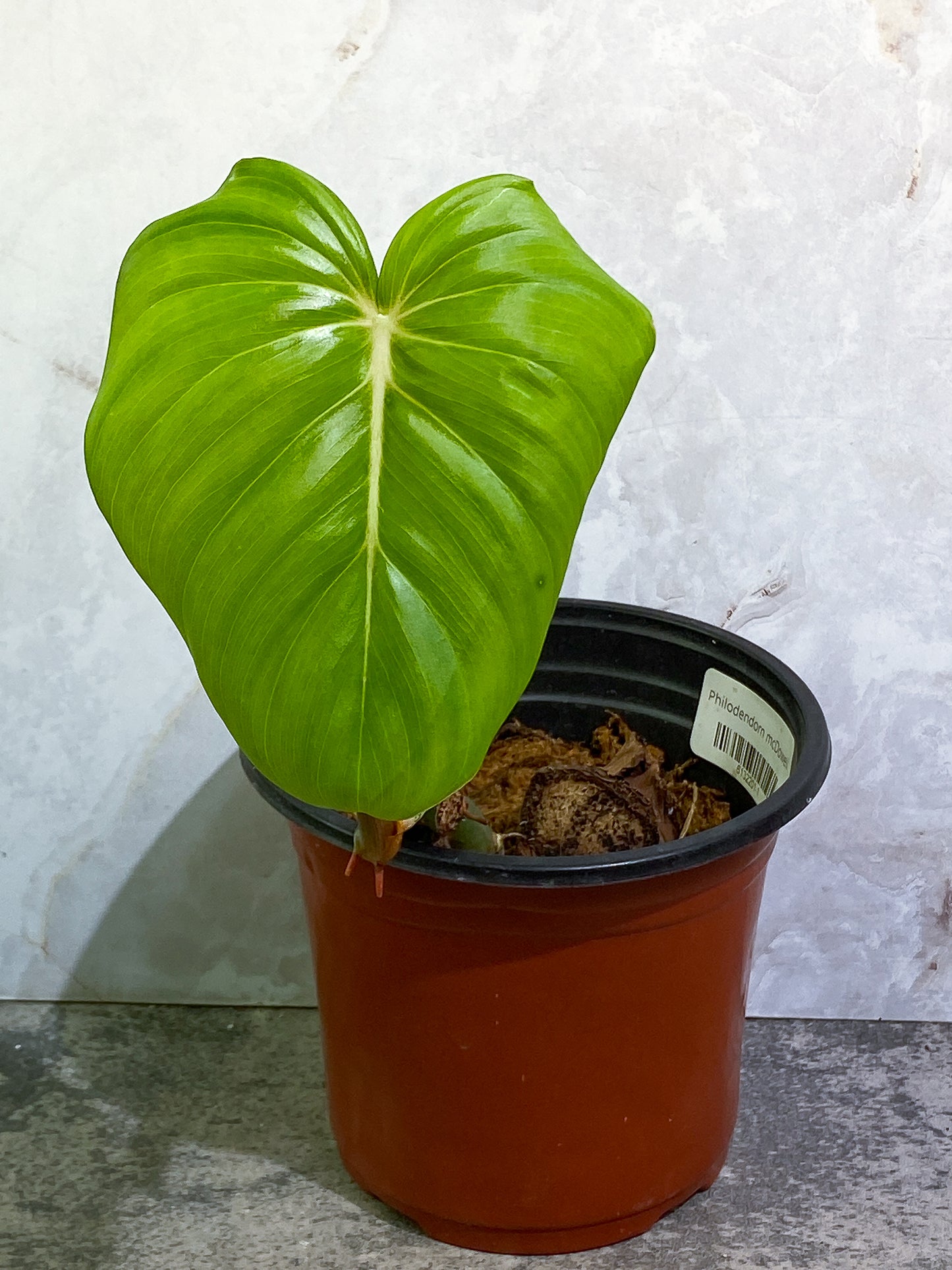 Philodendron McDowell 1leaf rooted 1sprout and 2 growing buds
